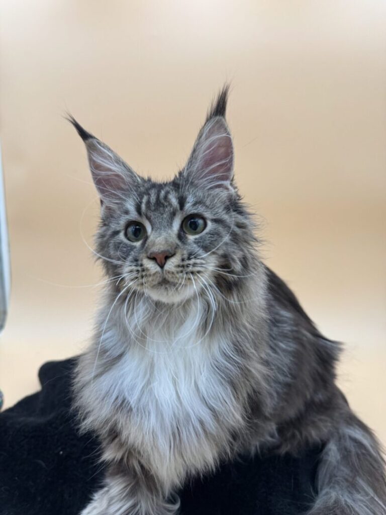 Dawntreader Brandy Female Brown Classic and White Maine coon Kitten Ready Now