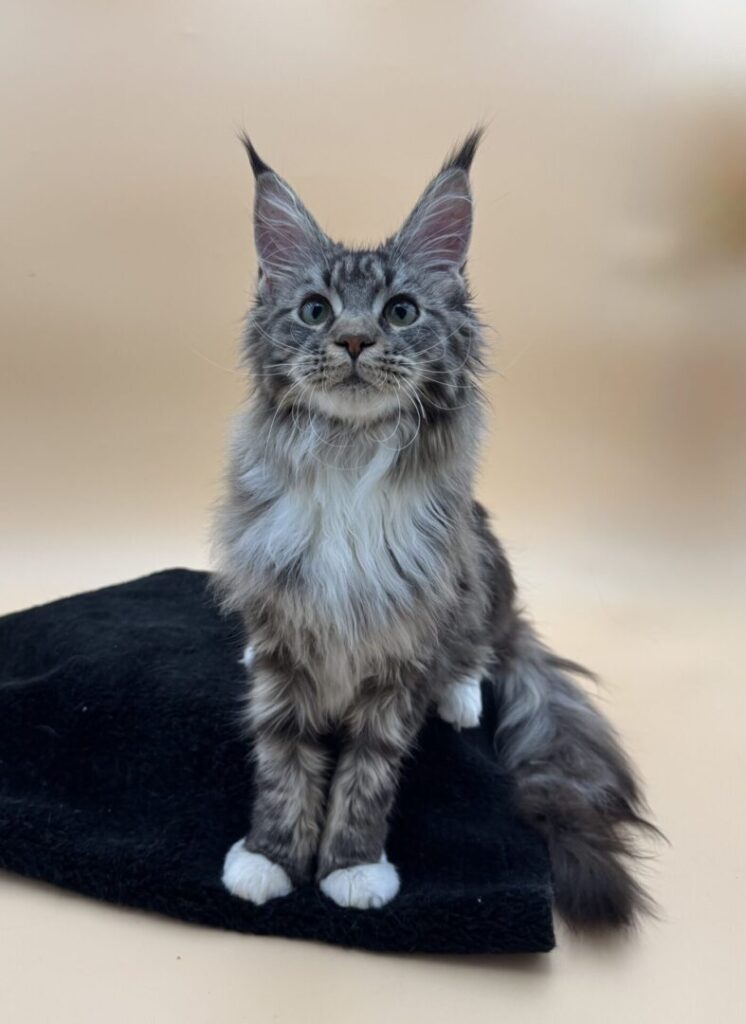 Dawntreader Brandy Female Brown Classic and White Maine coon Kitten Ready Now
