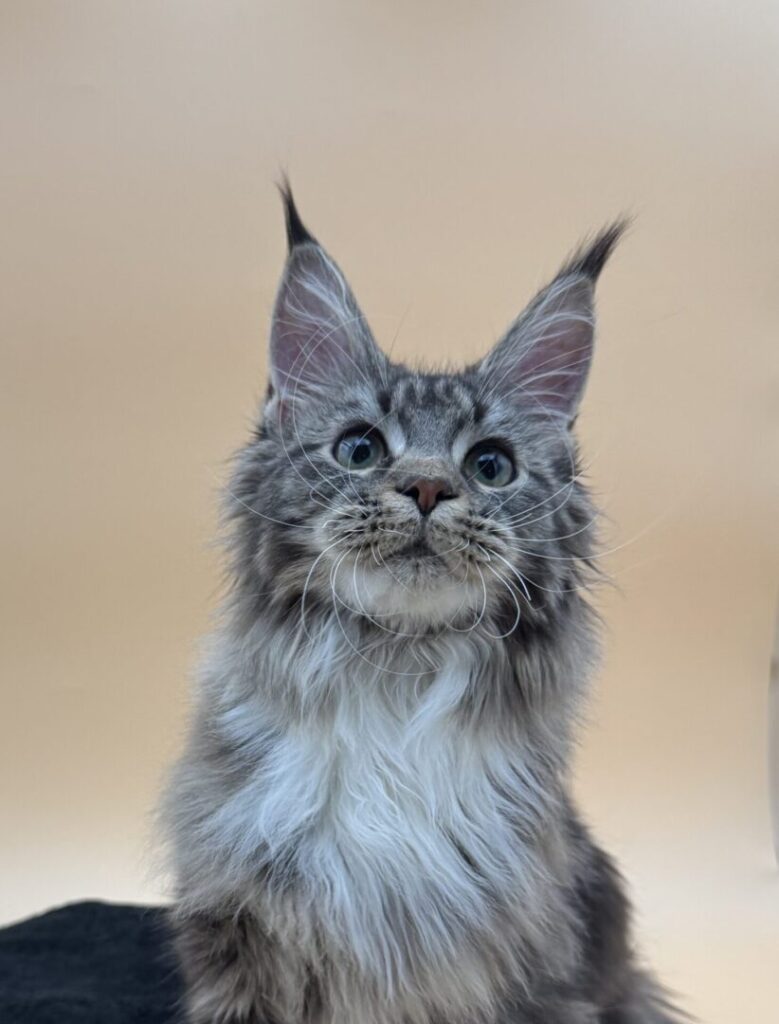 Dawntreader Brandy Female Brown Classic and White Maine coon Kitten Ready Now