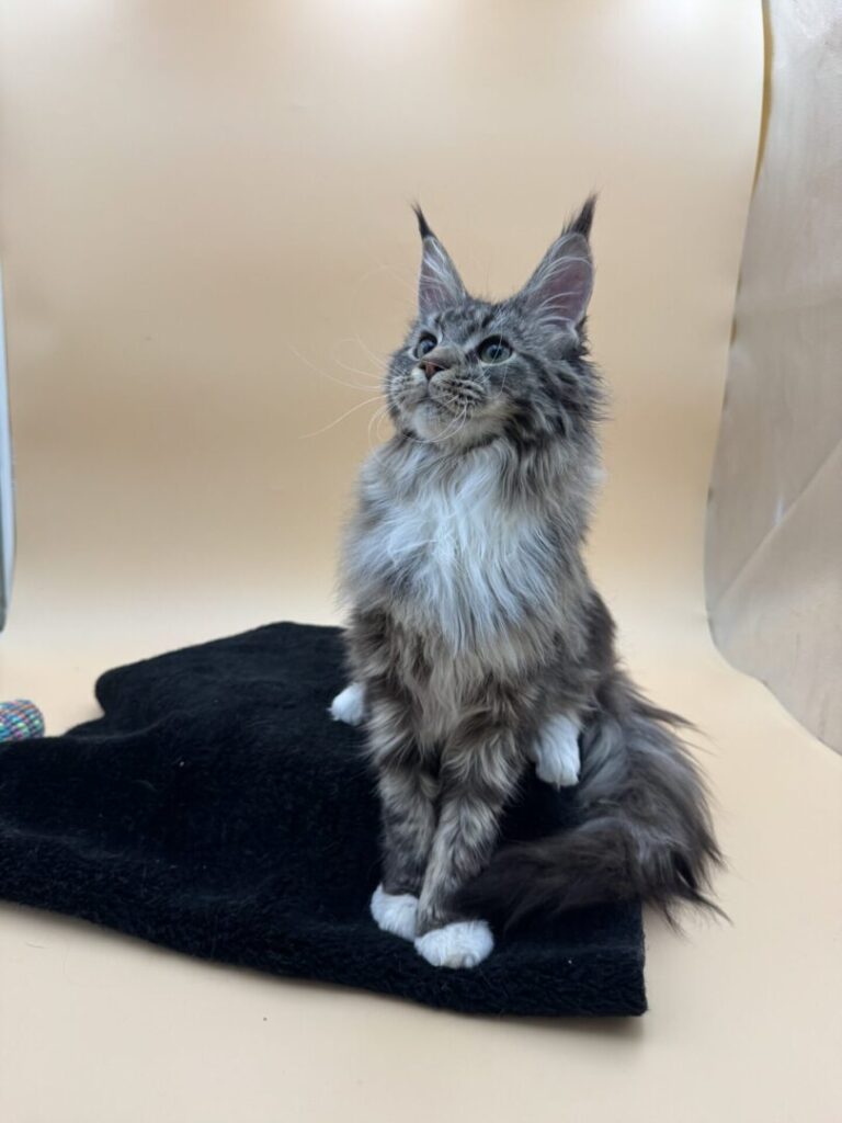 {"type":"elementor","siteurl":"https://mainecoonkittenhub.com/wp-json/","elements":[{"id":"369ed41","elType":"container","isInner":false,"isLocked":false,"settings":{"container_type":"grid","grid_columns_grid":{"unit":"fr","size":"3"},"grid_rows_grid":{"unit":"fr","size":"1"},"grid_rows_grid_mobile":{"unit":"fr","size":"1"},"content_width":"boxed","width":{"unit":"%","size":"","sizes":[]},"width_tablet":{"unit":"px","size":"","sizes":[]},"width_mobile":{"unit":"px","size":"","sizes":[]},"boxed_width":{"unit":"px","size":"","sizes":[]},"boxed_width_tablet":{"unit":"px","size":"","sizes":[]},"boxed_width_mobile":{"unit":"px","size":"","sizes":[]},"min_height":{"unit":"px","size":"","sizes":[]},"min_height_tablet":{"unit":"px","size":"","sizes":[]},"min_height_mobile":{"unit":"px","size":"","sizes":[]},"flex_direction":"","flex_direction_tablet":"","flex_direction_mobile":"","flex__is_row":"row","flex__is_column":"column","flex_justify_content":"","flex_justify_content_tablet":"","flex_justify_content_mobile":"","flex_align_items":"","flex_align_items_tablet":"","flex_align_items_mobile":"","flex_gap":{"column":"","row":"","isLinked":true,"unit":"px"},"flex_gap_tablet":{"column":"","row":"","isLinked":true,"unit":"px"},"flex_gap_mobile":{"column":"","row":"","isLinked":true,"unit":"px"},"flex_wrap":"","flex_wrap_tablet":"","flex_wrap_mobile":"","flex_align_content":"","flex_align_content_tablet":"","flex_align_content_mobile":"","grid_outline":"yes","grid_columns_grid_tablet":{"unit":"fr","size":"","sizes":[]},"grid_columns_grid_mobile":{"unit":"fr","size":1,"sizes":[]},"grid_rows_grid_tablet":{"unit":"fr","size":"","sizes":[]},"grid_gaps":{"column":"","row":"","isLinked":true,"unit":"px"},"grid_gaps_tablet":{"column":"","row":"","isLinked":true,"unit":"px"},"grid_gaps_mobile":{"column":"","row":"","isLinked":true,"unit":"px"},"grid_auto_flow":"row","grid_auto_flow_tablet":"row","grid_auto_flow_mobile":"row","grid_justify_items":"","grid_justify_items_tablet":"","grid_justify_items_mobile":"","grid_align_items":"","grid_align_items_tablet":"","grid_align_items_mobile":"","grid_justify_content":"","grid_justify_content_tablet":"","grid_justify_content_mobile":"","grid_align_content":"","grid_align_content_tablet":"","grid_align_content_mobile":"","grid__is_row":"row","grid__is_column":"column","overflow":"","html_tag":"","link":{"url":"","is_external":"","nofollow":"","custom_attributes":""},"background_background":"","background_color":"","background_color_stop":{"unit":"%","size":0,"sizes":[]},"background_color_stop_tablet":{"unit":"%"},"background_color_stop_mobile":{"unit":"%"},"background_color_b":"#f2295b","background_color_b_stop":{"unit":"%","size":100,"sizes":[]},"background_color_b_stop_tablet":{"unit":"%"},"background_color_b_stop_mobile":{"unit":"%"},"background_gradient_type":"linear","background_gradient_angle":{"unit":"deg","size":180,"sizes":[]},"background_gradient_angle_tablet":{"unit":"deg"},"background_gradient_angle_mobile":{"unit":"deg"},"background_gradient_position":"center center","background_gradient_position_tablet":"","background_gradient_position_mobile":"","background_image":{"url":"","id":"","size":""},"background_image_tablet":{"url":"","id":"","size":""},"background_image_mobile":{"url":"","id":"","size":""},"background_position":"","background_position_tablet":"","background_position_mobile":"","background_xpos":{"unit":"px","size":0,"sizes":[]},"background_xpos_tablet":{"unit":"px","size":0,"sizes":[]},"background_xpos_mobile":{"unit":"px","size":0,"sizes":[]},"background_ypos":{"unit":"px","size":0,"sizes":[]},"background_ypos_tablet":{"unit":"px","size":0,"sizes":[]},"background_ypos_mobile":{"unit":"px","size":0,"sizes":[]},"background_attachment":"","background_repeat":"","background_repeat_tablet":"","background_repeat_mobile":"","background_size":"","background_size_tablet":"","background_size_mobile":"","background_bg_width":{"unit":"%","size":100,"sizes":[]},"background_bg_width_tablet":{"unit":"px","size":"","sizes":[]},"background_bg_width_mobile":{"unit":"px","size":"","sizes":[]},"background_video_link":"","background_video_start":"","background_video_end":"","background_play_once":"","background_play_on_mobile":"","background_privacy_mode":"","background_video_fallback":{"url":"","id":"","size":""},"background_slideshow_gallery":[],"background_slideshow_loop":"yes","background_slideshow_slide_duration":5000,"background_slideshow_slide_transition":"fade","background_slideshow_transition_duration":500,"background_slideshow_background_size":"","background_slideshow_background_size_tablet":"","background_slideshow_background_size_mobile":"","background_slideshow_background_position":"","background_slideshow_background_position_tablet":"","background_slideshow_background_position_mobile":"","background_slideshow_lazyload":"","background_slideshow_ken_burns":"","background_slideshow_ken_burns_zoom_direction":"in","handle_slideshow_asset_loading":"","background_hover_background":"","background_hover_color":"","background_hover_color_stop":{"unit":"%","size":0,"sizes":[]},"background_hover_color_stop_tablet":{"unit":"%"},"background_hover_color_stop_mobile":{"unit":"%"},"background_hover_color_b":"#f2295b","background_hover_color_b_stop":{"unit":"%","size":100,"sizes":[]},"background_hover_color_b_stop_tablet":{"unit":"%"},"background_hover_color_b_stop_mobile":{"unit":"%"},"background_hover_gradient_type":"linear","background_hover_gradient_angle":{"unit":"deg","size":180,"sizes":[]},"background_hover_gradient_angle_tablet":{"unit":"deg"},"background_hover_gradient_angle_mobile":{"unit":"deg"},"background_hover_gradient_position":"center center","background_hover_gradient_position_tablet":"","background_hover_gradient_position_mobile":"","background_hover_image":{"url":"","id":"","size":""},"background_hover_image_tablet":{"url":"","id":"","size":""},"background_hover_image_mobile":{"url":"","id":"","size":""},"background_hover_position":"","background_hover_position_tablet":"","background_hover_position_mobile":"","background_hover_xpos":{"unit":"px","size":0,"sizes":[]},"background_hover_xpos_tablet":{"unit":"px","size":0,"sizes":[]},"background_hover_xpos_mobile":{"unit":"px","size":0,"sizes":[]},"background_hover_ypos":{"unit":"px","size":0,"sizes":[]},"background_hover_ypos_tablet":{"unit":"px","size":0,"sizes":[]},"background_hover_ypos_mobile":{"unit":"px","size":0,"sizes":[]},"background_hover_attachment":"","background_hover_repeat":"","background_hover_repeat_tablet":"","background_hover_repeat_mobile":"","background_hover_size":"","background_hover_size_tablet":"","background_hover_size_mobile":"","background_hover_bg_width":{"unit":"%","size":100,"sizes":[]},"background_hover_bg_width_tablet":{"unit":"px","size":"","sizes":[]},"background_hover_bg_width_mobile":{"unit":"px","size":"","sizes":[]},"background_hover_video_link":"","background_hover_video_start":"","background_hover_video_end":"","background_hover_play_once":"","background_hover_play_on_mobile":"","background_hover_privacy_mode":"","background_hover_video_fallback":{"url":"","id":"","size":""},"background_hover_slideshow_gallery":[],"background_hover_slideshow_loop":"yes","background_hover_slideshow_slide_duration":5000,"background_hover_slideshow_slide_transition":"fade","background_hover_slideshow_transition_duration":500,"background_hover_slideshow_background_size":"","background_hover_slideshow_background_size_tablet":"","background_hover_slideshow_background_size_mobile":"","background_hover_slideshow_background_position":"","background_hover_slideshow_background_position_tablet":"","background_hover_slideshow_background_position_mobile":"","background_hover_slideshow_lazyload":"","background_hover_slideshow_ken_burns":"","background_hover_slideshow_ken_burns_zoom_direction":"in","background_hover_transition":{"unit":"px","size":0.3,"sizes":[]},"background_motion_fx_motion_fx_scrolling":"","background_motion_fx_translateY_effect":"","background_motion_fx_translateY_direction":"","background_motion_fx_translateY_speed":{"unit":"px","size":4,"sizes":[]},"background_motion_fx_translateY_affectedRange":{"unit":"%","size":"","sizes":{"start":0,"end":100}},"background_motion_fx_translateX_effect":"","background_motion_fx_translateX_direction":"","background_motion_fx_translateX_speed":{"unit":"px","size":4,"sizes":[]},"background_motion_fx_translateX_affectedRange":{"unit":"%","size":"","sizes":{"start":0,"end":100}},"background_motion_fx_opacity_effect":"","background_motion_fx_opacity_direction":"out-in","background_motion_fx_opacity_level":{"unit":"px","size":10,"sizes":[]},"background_motion_fx_opacity_range":{"unit":"%","size":"","sizes":{"start":20,"end":80}},"background_motion_fx_blur_effect":"","background_motion_fx_blur_direction":"out-in","background_motion_fx_blur_level":{"unit":"px","size":7,"sizes":[]},"background_motion_fx_blur_range":{"unit":"%","size":"","sizes":{"start":20,"end":80}},"background_motion_fx_rotateZ_direction":"","background_motion_fx_rotateZ_speed":{"unit":"px","size":1,"sizes":[]},"background_motion_fx_rotateZ_affectedRange":{"unit":"%","size":"","sizes":{"start":0,"end":100}},"background_motion_fx_scale_effect":"","background_motion_fx_scale_direction":"out-in","background_motion_fx_scale_speed":{"unit":"px","size":4,"sizes":[]},"background_motion_fx_scale_range":{"unit":"%","size":"","sizes":{"start":20,"end":80}},"background_motion_fx_devices":["desktop","tablet","mobile"],"background_motion_fx_range":"","background_motion_fx_motion_fx_mouse":"","background_motion_fx_mouseTrack_effect":"","background_motion_fx_mouseTrack_direction":"","background_motion_fx_mouseTrack_speed":{"unit":"px","size":1,"sizes":[]},"background_motion_fx_tilt_direction":"","background_motion_fx_tilt_speed":{"unit":"px","size":4,"sizes":[]},"background_overlay_background":"","background_overlay_color":"","background_overlay_color_stop":{"unit":"%","size":0,"sizes":[]},"background_overlay_color_stop_tablet":{"unit":"%"},"background_overlay_color_stop_mobile":{"unit":"%"},"background_overlay_color_b":"#f2295b","background_overlay_color_b_stop":{"unit":"%","size":100,"sizes":[]},"background_overlay_color_b_stop_tablet":{"unit":"%"},"background_overlay_color_b_stop_mobile":{"unit":"%"},"background_overlay_gradient_type":"linear","background_overlay_gradient_angle":{"unit":"deg","size":180,"sizes":[]},"background_overlay_gradient_angle_tablet":{"unit":"deg"},"background_overlay_gradient_angle_mobile":{"unit":"deg"},"background_overlay_gradient_position":"center center","background_overlay_gradient_position_tablet":"","background_overlay_gradient_position_mobile":"","background_overlay_image":{"url":"","id":"","size":""},"background_overlay_image_tablet":{"url":"","id":"","size":""},"background_overlay_image_mobile":{"url":"","id":"","size":""},"background_overlay_position":"","background_overlay_position_tablet":"","background_overlay_position_mobile":"","background_overlay_xpos":{"unit":"px","size":0,"sizes":[]},"background_overlay_xpos_tablet":{"unit":"px","size":0,"sizes":[]},"background_overlay_xpos_mobile":{"unit":"px","size":0,"sizes":[]},"background_overlay_ypos":{"unit":"px","size":0,"sizes":[]},"background_overlay_ypos_tablet":{"unit":"px","size":0,"sizes":[]},"background_overlay_ypos_mobile":{"unit":"px","size":0,"sizes":[]},"background_overlay_attachment":"","background_overlay_repeat":"","background_overlay_repeat_tablet":"","background_overlay_repeat_mobile":"","background_overlay_size":"","background_overlay_size_tablet":"","background_overlay_size_mobile":"","background_overlay_bg_width":{"unit":"%","size":100,"sizes":[]},"background_overlay_bg_width_tablet":{"unit":"px","size":"","sizes":[]},"background_overlay_bg_width_mobile":{"unit":"px","size":"","sizes":[]},"background_overlay_video_link":"","background_overlay_video_start":"","background_overlay_video_end":"","background_overlay_play_once":"","background_overlay_play_on_mobile":"","background_overlay_privacy_mode":"","background_overlay_video_fallback":{"url":"","id":"","size":""},"background_overlay_slideshow_gallery":[],"background_overlay_slideshow_loop":"yes","background_overlay_slideshow_slide_duration":5000,"background_overlay_slideshow_slide_transition":"fade","background_overlay_slideshow_transition_duration":500,"background_overlay_slideshow_background_size":"","background_overlay_slideshow_background_size_tablet":"","background_overlay_slideshow_background_size_mobile":"","background_overlay_slideshow_background_position":"","background_overlay_slideshow_background_position_tablet":"","background_overlay_slideshow_background_position_mobile":"","background_overlay_slideshow_lazyload":"","background_overlay_slideshow_ken_burns":"","background_overlay_slideshow_ken_burns_zoom_direction":"in","background_overlay_opacity":{"unit":"px","size":0.5,"sizes":[]},"background_overlay_opacity_tablet":{"unit":"px","size":"","sizes":[]},"background_overlay_opacity_mobile":{"unit":"px","size":"","sizes":[]},"css_filters_css_filter":"","css_filters_blur":{"unit":"px","size":0,"sizes":[]},"css_filters_brightness":{"unit":"px","size":100,"sizes":[]},"css_filters_contrast":{"unit":"px","size":100,"sizes":[]},"css_filters_saturate":{"unit":"px","size":100,"sizes":[]},"css_filters_hue":{"unit":"px","size":0,"sizes":[]},"overlay_blend_mode":"","background_overlay_hover_background":"","background_overlay_hover_color":"","background_overlay_hover_color_stop":{"unit":"%","size":0,"sizes":[]},"background_overlay_hover_color_stop_tablet":{"unit":"%"},"background_overlay_hover_color_stop_mobile":{"unit":"%"},"background_overlay_hover_color_b":"#f2295b","background_overlay_hover_color_b_stop":{"unit":"%","size":100,"sizes":[]},"background_overlay_hover_color_b_stop_tablet":{"unit":"%"},"background_overlay_hover_color_b_stop_mobile":{"unit":"%"},"background_overlay_hover_gradient_type":"linear","background_overlay_hover_gradient_angle":{"unit":"deg","size":180,"sizes":[]},"background_overlay_hover_gradient_angle_tablet":{"unit":"deg"},"background_overlay_hover_gradient_angle_mobile":{"unit":"deg"},"background_overlay_hover_gradient_position":"center center","background_overlay_hover_gradient_position_tablet":"","background_overlay_hover_gradient_position_mobile":"","background_overlay_hover_image":{"url":"","id":"","size":""},"background_overlay_hover_image_tablet":{"url":"","id":"","size":""},"background_overlay_hover_image_mobile":{"url":"","id":"","size":""},"background_overlay_hover_position":"","background_overlay_hover_position_tablet":"","background_overlay_hover_position_mobile":"","background_overlay_hover_xpos":{"unit":"px","size":0,"sizes":[]},"background_overlay_hover_xpos_tablet":{"unit":"px","size":0,"sizes":[]},"background_overlay_hover_xpos_mobile":{"unit":"px","size":0,"sizes":[]},"background_overlay_hover_ypos":{"unit":"px","size":0,"sizes":[]},"background_overlay_hover_ypos_tablet":{"unit":"px","size":0,"sizes":[]},"background_overlay_hover_ypos_mobile":{"unit":"px","size":0,"sizes":[]},"background_overlay_hover_attachment":"","background_overlay_hover_repeat":"","background_overlay_hover_repeat_tablet":"","background_overlay_hover_repeat_mobile":"","background_overlay_hover_size":"","background_overlay_hover_size_tablet":"","background_overlay_hover_size_mobile":"","background_overlay_hover_bg_width":{"unit":"%","size":100,"sizes":[]},"background_overlay_hover_bg_width_tablet":{"unit":"px","size":"","sizes":[]},"background_overlay_hover_bg_width_mobile":{"unit":"px","size":"","sizes":[]},"background_overlay_hover_video_link":"","background_overlay_hover_video_start":"","background_overlay_hover_video_end":"","background_overlay_hover_play_once":"","background_overlay_hover_play_on_mobile":"","background_overlay_hover_privacy_mode":"","background_overlay_hover_video_fallback":{"url":"","id":"","size":""},"background_overlay_hover_slideshow_gallery":[],"background_overlay_hover_slideshow_loop":"yes","background_overlay_hover_slideshow_slide_duration":5000,"background_overlay_hover_slideshow_slide_transition":"fade","background_overlay_hover_slideshow_transition_duration":500,"background_overlay_hover_slideshow_background_size":"","background_overlay_hover_slideshow_background_size_tablet":"","background_overlay_hover_slideshow_background_size_mobile":"","background_overlay_hover_slideshow_background_position":"","background_overlay_hover_slideshow_background_position_tablet":"","background_overlay_hover_slideshow_background_position_mobile":"","background_overlay_hover_slideshow_lazyload":"","background_overlay_hover_slideshow_ken_burns":"","background_overlay_hover_slideshow_ken_burns_zoom_direction":"in","background_overlay_hover_opacity":{"unit":"px","size":0.5,"sizes":[]},"background_overlay_hover_opacity_tablet":{"unit":"px","size":"","sizes":[]},"background_overlay_hover_opacity_mobile":{"unit":"px","size":"","sizes":[]},"background_overlay_hover_transition":{"unit":"px","size":"","sizes":[]},"css_filters_hover_css_filter":"","css_filters_hover_blur":{"unit":"px","size":0,"sizes":[]},"css_filters_hover_brightness":{"unit":"px","size":100,"sizes":[]},"css_filters_hover_contrast":{"unit":"px","size":100,"sizes":[]},"css_filters_hover_saturate":{"unit":"px","size":100,"sizes":[]},"css_filters_hover_hue":{"unit":"px","size":0,"sizes":[]},"uc_background_type":"__none__","uc_background_location":"back","border_border":"","border_width":{"unit":"px","top":"","right":"","bottom":"","left":"","isLinked":true},"border_width_tablet":{"unit":"px","top":"","right":"","bottom":"","left":"","isLinked":true},"border_width_mobile":{"unit":"px","top":"","right":"","bottom":"","left":"","isLinked":true},"border_color":"","border_radius":{"unit":"px","top":"","right":"","bottom":"","left":"","isLinked":true},"border_radius_tablet":{"unit":"px","top":"","right":"","bottom":"","left":"","isLinked":true},"border_radius_mobile":{"unit":"px","top":"","right":"","bottom":"","left":"","isLinked":true},"box_shadow_box_shadow_type":"","box_shadow_box_shadow":{"horizontal":0,"vertical":0,"blur":10,"spread":0,"color":"rgba(0,0,0,0.5)"},"box_shadow_box_shadow_position":" ","border_hover_border":"","border_hover_width":{"unit":"px","top":"","right":"","bottom":"","left":"","isLinked":true},"border_hover_width_tablet":{"unit":"px","top":"","right":"","bottom":"","left":"","isLinked":true},"border_hover_width_mobile":{"unit":"px","top":"","right":"","bottom":"","left":"","isLinked":true},"border_hover_color":"","border_radius_hover":{"unit":"px","top":"","right":"","bottom":"","left":"","isLinked":true},"border_radius_hover_tablet":{"unit":"px","top":"","right":"","bottom":"","left":"","isLinked":true},"border_radius_hover_mobile":{"unit":"px","top":"","right":"","bottom":"","left":"","isLinked":true},"box_shadow_hover_box_shadow_type":"","box_shadow_hover_box_shadow":{"horizontal":0,"vertical":0,"blur":10,"spread":0,"color":"rgba(0,0,0,0.5)"},"box_shadow_hover_box_shadow_position":" ","border_hover_transition":{"unit":"px","size":0.3,"sizes":[]},"shape_divider_top":"","shape_divider_top_color":"","shape_divider_top_width":{"unit":"%","size":"","sizes":[]},"shape_divider_top_width_tablet":{"unit":"%","size":"","sizes":[]},"shape_divider_top_width_mobile":{"unit":"%","size":"","sizes":[]},"shape_divider_top_height":{"unit":"px","size":"","sizes":[]},"shape_divider_top_height_tablet":{"unit":"px","size":"","sizes":[]},"shape_divider_top_height_mobile":{"unit":"px","size":"","sizes":[]},"shape_divider_top_flip":"","shape_divider_top_negative":"","shape_divider_top_above_content":"","shape_divider_bottom":"","shape_divider_bottom_color":"","shape_divider_bottom_width":{"unit":"%","size":"","sizes":[]},"shape_divider_bottom_width_tablet":{"unit":"%","size":"","sizes":[]},"shape_divider_bottom_width_mobile":{"unit":"%","size":"","sizes":[]},"shape_divider_bottom_height":{"unit":"px","size":"","sizes":[]},"shape_divider_bottom_height_tablet":{"unit":"px","size":"","sizes":[]},"shape_divider_bottom_height_mobile":{"unit":"px","size":"","sizes":[]},"shape_divider_bottom_flip":"","shape_divider_bottom_negative":"","shape_divider_bottom_above_content":"","margin":{"unit":"px","top":"","right":"","bottom":"","left":"","isLinked":true},"margin_tablet":{"unit":"px","top":"","right":"","bottom":"","left":"","isLinked":true},"margin_mobile":{"unit":"px","top":"","right":"","bottom":"","left":"","isLinked":true},"padding":{"unit":"px","top":"","right":"","bottom":"","left":"","isLinked":true},"padding_tablet":{"unit":"px","top":"","right":"","bottom":"","left":"","isLinked":true},"padding_mobile":{"unit":"px","top":"","right":"","bottom":"","left":"","isLinked":true},"grid_column":"","grid_column_tablet":"","grid_column_mobile":"","grid_column_custom":"","grid_column_custom_tablet":"","grid_column_custom_mobile":"","grid_row":"","grid_row_tablet":"","grid_row_mobile":"","grid_row_custom":"","grid_row_custom_tablet":"","grid_row_custom_mobile":"","_flex_align_self":"","_flex_align_self_tablet":"","_flex_align_self_mobile":"","_flex_order":"","_flex_order_tablet":"","_flex_order_mobile":"","_flex_order_custom":"","_flex_order_custom_tablet":"","_flex_order_custom_mobile":"","_flex_size":"","_flex_size_tablet":"","_flex_size_mobile":"","_flex_grow":1,"_flex_grow_tablet":"","_flex_grow_mobile":"","_flex_shrink":1,"_flex_shrink_tablet":"","_flex_shrink_mobile":"","position":"","_offset_orientation_h":"start","_offset_x":{"unit":"px","size":0,"sizes":[]},"_offset_x_tablet":{"unit":"px","size":"","sizes":[]},"_offset_x_mobile":{"unit":"px","size":"","sizes":[]},"_offset_x_end":{"unit":"px","size":0,"sizes":[]},"_offset_x_end_tablet":{"unit":"px","size":"","sizes":[]},"_offset_x_end_mobile":{"unit":"px","size":"","sizes":[]},"_offset_orientation_v":"start","_offset_y":{"unit":"px","size":0,"sizes":[]},"_offset_y_tablet":{"unit":"px","size":"","sizes":[]},"_offset_y_mobile":{"unit":"px","size":"","sizes":[]},"_offset_y_end":{"unit":"px","size":0,"sizes":[]},"_offset_y_end_tablet":{"unit":"px","size":"","sizes":[]},"_offset_y_end_mobile":{"unit":"px","size":"","sizes":[]},"z_index":"","z_index_tablet":"","z_index_mobile":"","_element_id":"","css_classes":"","e_display_conditions":"","motion_fx_motion_fx_scrolling":"","motion_fx_translateY_effect":"","motion_fx_translateY_direction":"","motion_fx_translateY_speed":{"unit":"px","size":4,"sizes":[]},"motion_fx_translateY_affectedRange":{"unit":"%","size":"","sizes":{"start":0,"end":100}},"motion_fx_translateX_effect":"","motion_fx_translateX_direction":"","motion_fx_translateX_speed":{"unit":"px","size":4,"sizes":[]},"motion_fx_translateX_affectedRange":{"unit":"%","size":"","sizes":{"start":0,"end":100}},"motion_fx_opacity_effect":"","motion_fx_opacity_direction":"out-in","motion_fx_opacity_level":{"unit":"px","size":10,"sizes":[]},"motion_fx_opacity_range":{"unit":"%","size":"","sizes":{"start":20,"end":80}},"motion_fx_blur_effect":"","motion_fx_blur_direction":"out-in","motion_fx_blur_level":{"unit":"px","size":7,"sizes":[]},"motion_fx_blur_range":{"unit":"%","size":"","sizes":{"start":20,"end":80}},"motion_fx_rotateZ_effect":"","motion_fx_rotateZ_direction":"","motion_fx_rotateZ_speed":{"unit":"px","size":1,"sizes":[]},"motion_fx_rotateZ_affectedRange":{"unit":"%","size":"","sizes":{"start":0,"end":100}},"motion_fx_scale_effect":"","motion_fx_scale_direction":"out-in","motion_fx_scale_speed":{"unit":"px","size":4,"sizes":[]},"motion_fx_scale_range":{"unit":"%","size":"","sizes":{"start":20,"end":80}},"motion_fx_transform_origin_x":"center","motion_fx_transform_origin_y":"center","motion_fx_devices":["desktop","tablet","mobile"],"motion_fx_range":"","motion_fx_motion_fx_mouse":"","motion_fx_mouseTrack_effect":"","motion_fx_mouseTrack_direction":"","motion_fx_mouseTrack_speed":{"unit":"px","size":1,"sizes":[]},"motion_fx_tilt_effect":"","motion_fx_tilt_direction":"","motion_fx_tilt_speed":{"unit":"px","size":4,"sizes":[]},"sticky":"","sticky_on":["desktop","tablet","mobile"],"sticky_offset":0,"sticky_offset_tablet":"","sticky_offset_mobile":"","sticky_effects_offset":0,"sticky_effects_offset_tablet":"","sticky_effects_offset_mobile":"","sticky_parent":"","animation":"","animation_tablet":"","animation_mobile":"","animation_duration":"","animation_delay":"","_transform_rotate_popover":"","_transform_rotateZ_effect":{"unit":"px","size":"","sizes":[]},"_transform_rotateZ_effect_tablet":{"unit":"deg","size":"","sizes":[]},"_transform_rotateZ_effect_mobile":{"unit":"deg","size":"","sizes":[]},"_transform_rotate_3d":"","_transform_rotateX_effect":{"unit":"px","size":"","sizes":[]},"_transform_rotateX_effect_tablet":{"unit":"deg","size":"","sizes":[]},"_transform_rotateX_effect_mobile":{"unit":"deg","size":"","sizes":[]},"_transform_rotateY_effect":{"unit":"px","size":"","sizes":[]},"_transform_rotateY_effect_tablet":{"unit":"deg","size":"","sizes":[]},"_transform_rotateY_effect_mobile":{"unit":"deg","size":"","sizes":[]},"_transform_perspective_effect":{"unit":"px","size":"","sizes":[]},"_transform_perspective_effect_tablet":{"unit":"px","size":"","sizes":[]},"_transform_perspective_effect_mobile":{"unit":"px","size":"","sizes":[]},"_transform_translate_popover":"","_transform_translateX_effect":{"unit":"px","size":"","sizes":[]},"_transform_translateX_effect_tablet":{"unit":"px","size":"","sizes":[]},"_transform_translateX_effect_mobile":{"unit":"px","size":"","sizes":[]},"_transform_translateY_effect":{"unit":"px","size":"","sizes":[]},"_transform_translateY_effect_tablet":{"unit":"px","size":"","sizes":[]},"_transform_translateY_effect_mobile":{"unit":"px","size":"","sizes":[]},"_transform_scale_popover":"","_transform_keep_proportions":"yes","_transform_scale_effect":{"unit":"px","size":"","sizes":[]},"_transform_scale_effect_tablet":{"unit":"px","size":"","sizes":[]},"_transform_scale_effect_mobile":{"unit":"px","size":"","sizes":[]},"_transform_scaleX_effect":{"unit":"px","size":"","sizes":[]},"_transform_scaleX_effect_tablet":{"unit":"px","size":"","sizes":[]},"_transform_scaleX_effect_mobile":{"unit":"px","size":"","sizes":[]},"_transform_scaleY_effect":{"unit":"px","size":"","sizes":[]},"_transform_scaleY_effect_tablet":{"unit":"px","size":"","sizes":[]},"_transform_scaleY_effect_mobile":{"unit":"px","size":"","sizes":[]},"_transform_skew_popover":"","_transform_skewX_effect":{"unit":"px","size":"","sizes":[]},"_transform_skewX_effect_tablet":{"unit":"deg","size":"","sizes":[]},"_transform_skewX_effect_mobile":{"unit":"deg","size":"","sizes":[]},"_transform_skewY_effect":{"unit":"px","size":"","sizes":[]},"_transform_skewY_effect_tablet":{"unit":"deg","size":"","sizes":[]},"_transform_skewY_effect_mobile":{"unit":"deg","size":"","sizes":[]},"_transform_flipX_effect":"","_transform_flipY_effect":"","_transform_rotate_popover_hover":"","_transform_rotateZ_effect_hover":{"unit":"px","size":"","sizes":[]},"_transform_rotateZ_effect_hover_tablet":{"unit":"deg","size":"","sizes":[]},"_transform_rotateZ_effect_hover_mobile":{"unit":"deg","size":"","sizes":[]},"_transform_rotate_3d_hover":"","_transform_rotateX_effect_hover":{"unit":"px","size":"","sizes":[]},"_transform_rotateX_effect_hover_tablet":{"unit":"deg","size":"","sizes":[]},"_transform_rotateX_effect_hover_mobile":{"unit":"deg","size":"","sizes":[]},"_transform_rotateY_effect_hover":{"unit":"px","size":"","sizes":[]},"_transform_rotateY_effect_hover_tablet":{"unit":"deg","size":"","sizes":[]},"_transform_rotateY_effect_hover_mobile":{"unit":"deg","size":"","sizes":[]},"_transform_perspective_effect_hover":{"unit":"px","size":"","sizes":[]},"_transform_perspective_effect_hover_tablet":{"unit":"px","size":"","sizes":[]},"_transform_perspective_effect_hover_mobile":{"unit":"px","size":"","sizes":[]},"_transform_translate_popover_hover":"","_transform_translateX_effect_hover":{"unit":"px","size":"","sizes":[]},"_transform_translateX_effect_hover_tablet":{"unit":"px","size":"","sizes":[]},"_transform_translateX_effect_hover_mobile":{"unit":"px","size":"","sizes":[]},"_transform_translateY_effect_hover":{"unit":"px","size":"","sizes":[]},"_transform_translateY_effect_hover_tablet":{"unit":"px","size":"","sizes":[]},"_transform_translateY_effect_hover_mobile":{"unit":"px","size":"","sizes":[]},"_transform_scale_popover_hover":"","_transform_keep_proportions_hover":"yes","_transform_scale_effect_hover":{"unit":"px","size":"","sizes":[]},"_transform_scale_effect_hover_tablet":{"unit":"px","size":"","sizes":[]},"_transform_scale_effect_hover_mobile":{"unit":"px","size":"","sizes":[]},"_transform_scaleX_effect_hover":{"unit":"px","size":"","sizes":[]},"_transform_scaleX_effect_hover_tablet":{"unit":"px","size":"","sizes":[]},"_transform_scaleX_effect_hover_mobile":{"unit":"px","size":"","sizes":[]},"_transform_scaleY_effect_hover":{"unit":"px","size":"","sizes":[]},"_transform_scaleY_effect_hover_tablet":{"unit":"px","size":"","sizes":[]},"_transform_scaleY_effect_hover_mobile":{"unit":"px","size":"","sizes":[]},"_transform_skew_popover_hover":"","_transform_skewX_effect_hover":{"unit":"px","size":"","sizes":[]},"_transform_skewX_effect_hover_tablet":{"unit":"deg","size":"","sizes":[]},"_transform_skewX_effect_hover_mobile":{"unit":"deg","size":"","sizes":[]},"_transform_skewY_effect_hover":{"unit":"px","size":"","sizes":[]},"_transform_skewY_effect_hover_tablet":{"unit":"deg","size":"","sizes":[]},"_transform_skewY_effect_hover_mobile":{"unit":"deg","size":"","sizes":[]},"_transform_flipX_effect_hover":"","_transform_flipY_effect_hover":"","_transform_transition_hover":{"unit":"px","size":"","sizes":[]},"motion_fx_transform_x_anchor_point":"","motion_fx_transform_x_anchor_point_tablet":"","motion_fx_transform_x_anchor_point_mobile":"","motion_fx_transform_y_anchor_point":"","motion_fx_transform_y_anchor_point_tablet":"","motion_fx_transform_y_anchor_point_mobile":"","hide_desktop":"","hide_tablet":"","hide_mobile":"","_attributes":"","custom_css":""},"defaultEditSettings":{"defaultEditRoute":"content"},"elements":[{"id":"44b6c4b","elType":"widget","isInner":false,"isLocked":false,"settings":{"image":{"url":"http://mainecoonkittenhub.com/wp-content/uploads/2025/10/10-1.jpeg","id":112,"size":"","alt":"Dawntreader Brandy Female Brown Classic and White Maine coon Kitten Ready Now","source":"library"},"image_size":"large","image_custom_dimension":{"width":"","height":""},"caption_source":"custom","caption":"Dawntreader Brandy Female Brown Classic and White Maine coon Kitten Ready Now","link_to":"none","link":{"url":"","is_external":"","nofollow":"","custom_attributes":""},"open_lightbox":"default","align":"","align_tablet":"","align_mobile":"","width":{"unit":"%","size":"","sizes":[]},"width_tablet":{"unit":"%","size":"","sizes":[]},"width_mobile":{"unit":"%","size":"","sizes":[]},"space":{"unit":"%","size":"","sizes":[]},"space_tablet":{"unit":"%","size":"","sizes":[]},"space_mobile":{"unit":"%","size":"","sizes":[]},"height":{"unit":"px","size":"","sizes":[]},"height_tablet":{"unit":"px","size":"","sizes":[]},"height_mobile":{"unit":"px","size":"","sizes":[]},"object-fit":"","object-fit_tablet":"","object-fit_mobile":"","object-position":"center center","object-position_tablet":"","object-position_mobile":"","opacity":{"unit":"px","size":"","sizes":[]},"css_filters_css_filter":"","css_filters_blur":{"unit":"px","size":0,"sizes":[]},"css_filters_brightness":{"unit":"px","size":100,"sizes":[]},"css_filters_contrast":{"unit":"px","size":100,"sizes":[]},"css_filters_saturate":{"unit":"px","size":100,"sizes":[]},"css_filters_hue":{"unit":"px","size":0,"sizes":[]},"opacity_hover":{"unit":"px","size":"","sizes":[]},"css_filters_hover_css_filter":"","css_filters_hover_blur":{"unit":"px","size":0,"sizes":[]},"css_filters_hover_brightness":{"unit":"px","size":100,"sizes":[]},"css_filters_hover_contrast":{"unit":"px","size":100,"sizes":[]},"css_filters_hover_saturate":{"unit":"px","size":100,"sizes":[]},"css_filters_hover_hue":{"unit":"px","size":0,"sizes":[]},"background_hover_transition":{"unit":"px","size":"","sizes":[]},"hover_animation":"","image_border_border":"","image_border_width":{"unit":"px","top":"","right":"","bottom":"","left":"","isLinked":true},"image_border_width_tablet":{"unit":"px","top":"","right":"","bottom":"","left":"","isLinked":true},"image_border_width_mobile":{"unit":"px","top":"","right":"","bottom":"","left":"","isLinked":true},"image_border_color":"","image_border_radius":{"unit":"px","top":"","right":"","bottom":"","left":"","isLinked":true},"image_border_radius_tablet":{"unit":"px","top":"","right":"","bottom":"","left":"","isLinked":true},"image_border_radius_mobile":{"unit":"px","top":"","right":"","bottom":"","left":"","isLinked":true},"image_box_shadow_box_shadow_type":"","image_box_shadow_box_shadow":{"horizontal":0,"vertical":0,"blur":10,"spread":0,"color":"rgba(0,0,0,0.5)"},"caption_align":"","caption_align_tablet":"","caption_align_mobile":"","text_color":"#000000","caption_background_color":"","caption_typography_typography":"custom","caption_typography_font_family":"Roboto","caption_typography_font_size":{"unit":"px","size":"","sizes":[]},"caption_typography_font_size_tablet":{"unit":"px","size":"","sizes":[]},"caption_typography_font_size_mobile":{"unit":"px","size":"","sizes":[]},"caption_typography_font_weight":"400","caption_typography_text_transform":"","caption_typography_font_style":"","caption_typography_text_decoration":"","caption_typography_line_height":{"unit":"px","size":"","sizes":[]},"caption_typography_line_height_tablet":{"unit":"em","size":"","sizes":[]},"caption_typography_line_height_mobile":{"unit":"em","size":"","sizes":[]},"caption_typography_letter_spacing":{"unit":"px","size":"","sizes":[]},"caption_typography_letter_spacing_tablet":{"unit":"px","size":"","sizes":[]},"caption_typography_letter_spacing_mobile":{"unit":"px","size":"","sizes":[]},"caption_typography_word_spacing":{"unit":"px","size":"","sizes":[]},"caption_typography_word_spacing_tablet":{"unit":"em","size":"","sizes":[]},"caption_typography_word_spacing_mobile":{"unit":"em","size":"","sizes":[]},"caption_text_shadow_text_shadow_type":"","caption_text_shadow_text_shadow":{"horizontal":0,"vertical":0,"blur":10,"color":"rgba(0,0,0,0.3)"},"caption_space":{"unit":"px","size":"","sizes":[]},"caption_space_tablet":{"unit":"px","size":"","sizes":[]},"caption_space_mobile":{"unit":"px","size":"","sizes":[]},"_title":"","_margin":{"unit":"px","top":"","right":"","bottom":"","left":"","isLinked":true},"_margin_tablet":{"unit":"px","top":"","right":"","bottom":"","left":"","isLinked":true},"_margin_mobile":{"unit":"px","top":"","right":"","bottom":"","left":"","isLinked":true},"_padding":{"unit":"px","top":"5","right":"5","bottom":"5","left":"5","isLinked":true},"_padding_tablet":{"unit":"px","top":"","right":"","bottom":"","left":"","isLinked":true},"_padding_mobile":{"unit":"px","top":"","right":"","bottom":"","left":"","isLinked":true},"_element_width":"","_element_width_tablet":"","_element_width_mobile":"","_element_custom_width":{"unit":"%","size":"","sizes":[]},"_element_custom_width_tablet":{"unit":"px","size":"","sizes":[]},"_element_custom_width_mobile":{"unit":"px","size":"","sizes":[]},"_grid_column":"","_grid_column_tablet":"","_grid_column_mobile":"","_grid_column_custom":"","_grid_column_custom_tablet":"","_grid_column_custom_mobile":"","_grid_row":"","_grid_row_tablet":"","_grid_row_mobile":"","_grid_row_custom":"","_grid_row_custom_tablet":"","_grid_row_custom_mobile":"","_flex_align_self":"","_flex_align_self_tablet":"","_flex_align_self_mobile":"","_flex_order":"","_flex_order_tablet":"","_flex_order_mobile":"","_flex_order_custom":"","_flex_order_custom_tablet":"","_flex_order_custom_mobile":"","_flex_size":"","_flex_size_tablet":"","_flex_size_mobile":"","_flex_grow":1,"_flex_grow_tablet":"","_flex_grow_mobile":"","_flex_shrink":1,"_flex_shrink_tablet":"","_flex_shrink_mobile":"","_element_vertical_align":"","_element_vertical_align_tablet":"","_element_vertical_align_mobile":"","_position":"","_offset_orientation_h":"start","_offset_x":{"unit":"px","size":0,"sizes":[]},"_offset_x_tablet":{"unit":"px","size":"","sizes":[]},"_offset_x_mobile":{"unit":"px","size":"","sizes":[]},"_offset_x_end":{"unit":"px","size":0,"sizes":[]},"_offset_x_end_tablet":{"unit":"px","size":"","sizes":[]},"_offset_x_end_mobile":{"unit":"px","size":"","sizes":[]},"_offset_orientation_v":"start","_offset_y":{"unit":"px","size":0,"sizes":[]},"_offset_y_tablet":{"unit":"px","size":"","sizes":[]},"_offset_y_mobile":{"unit":"px","size":"","sizes":[]},"_offset_y_end":{"unit":"px","size":0,"sizes":[]},"_offset_y_end_tablet":{"unit":"px","size":"","sizes":[]},"_offset_y_end_mobile":{"unit":"px","size":"","sizes":[]},"_z_index":"","_z_index_tablet":"","_z_index_mobile":"","_element_id":"","_css_classes":"","e_display_conditions":"","_element_cache":"","motion_fx_motion_fx_scrolling":"","motion_fx_translateY_effect":"","motion_fx_translateY_direction":"","motion_fx_translateY_speed":{"unit":"px","size":4,"sizes":[]},"motion_fx_translateY_affectedRange":{"unit":"%","size":"","sizes":{"start":0,"end":100}},"motion_fx_translateX_effect":"","motion_fx_translateX_direction":"","motion_fx_translateX_speed":{"unit":"px","size":4,"sizes":[]},"motion_fx_translateX_affectedRange":{"unit":"%","size":"","sizes":{"start":0,"end":100}},"motion_fx_opacity_effect":"","motion_fx_opacity_direction":"out-in","motion_fx_opacity_level":{"unit":"px","size":10,"sizes":[]},"motion_fx_opacity_range":{"unit":"%","size":"","sizes":{"start":20,"end":80}},"motion_fx_blur_effect":"","motion_fx_blur_direction":"out-in","motion_fx_blur_level":{"unit":"px","size":7,"sizes":[]},"motion_fx_blur_range":{"unit":"%","size":"","sizes":{"start":20,"end":80}},"motion_fx_rotateZ_effect":"","motion_fx_rotateZ_direction":"","motion_fx_rotateZ_speed":{"unit":"px","size":1,"sizes":[]},"motion_fx_rotateZ_affectedRange":{"unit":"%","size":"","sizes":{"start":0,"end":100}},"motion_fx_scale_effect":"","motion_fx_scale_direction":"out-in","motion_fx_scale_speed":{"unit":"px","size":4,"sizes":[]},"motion_fx_scale_range":{"unit":"%","size":"","sizes":{"start":20,"end":80}},"motion_fx_transform_origin_x":"center","motion_fx_transform_origin_y":"center","motion_fx_devices":["desktop","tablet","mobile"],"motion_fx_range":"","motion_fx_motion_fx_mouse":"","motion_fx_mouseTrack_effect":"","motion_fx_mouseTrack_direction":"","motion_fx_mouseTrack_speed":{"unit":"px","size":1,"sizes":[]},"motion_fx_tilt_effect":"","motion_fx_tilt_direction":"","motion_fx_tilt_speed":{"unit":"px","size":4,"sizes":[]},"sticky":"","sticky_on":["desktop","tablet","mobile"],"sticky_offset":0,"sticky_offset_tablet":"","sticky_offset_mobile":"","sticky_effects_offset":0,"sticky_effects_offset_tablet":"","sticky_effects_offset_mobile":"","sticky_parent":"","_animation":"","_animation_tablet":"","_animation_mobile":"","animation_duration":"","_animation_delay":"","_transform_rotate_popover":"","_transform_rotateZ_effect":{"unit":"px","size":"","sizes":[]},"_transform_rotateZ_effect_tablet":{"unit":"deg","size":"","sizes":[]},"_transform_rotateZ_effect_mobile":{"unit":"deg","size":"","sizes":[]},"_transform_rotate_3d":"","_transform_rotateX_effect":{"unit":"px","size":"","sizes":[]},"_transform_rotateX_effect_tablet":{"unit":"deg","size":"","sizes":[]},"_transform_rotateX_effect_mobile":{"unit":"deg","size":"","sizes":[]},"_transform_rotateY_effect":{"unit":"px","size":"","sizes":[]},"_transform_rotateY_effect_tablet":{"unit":"deg","size":"","sizes":[]},"_transform_rotateY_effect_mobile":{"unit":"deg","size":"","sizes":[]},"_transform_perspective_effect":{"unit":"px","size":"","sizes":[]},"_transform_perspective_effect_tablet":{"unit":"px","size":"","sizes":[]},"_transform_perspective_effect_mobile":{"unit":"px","size":"","sizes":[]},"_transform_translate_popover":"","_transform_translateX_effect":{"unit":"px","size":"","sizes":[]},"_transform_translateX_effect_tablet":{"unit":"px","size":"","sizes":[]},"_transform_translateX_effect_mobile":{"unit":"px","size":"","sizes":[]},"_transform_translateY_effect":{"unit":"px","size":"","sizes":[]},"_transform_translateY_effect_tablet":{"unit":"px","size":"","sizes":[]},"_transform_translateY_effect_mobile":{"unit":"px","size":"","sizes":[]},"_transform_scale_popover":"","_transform_keep_proportions":"yes","_transform_scale_effect":{"unit":"px","size":"","sizes":[]},"_transform_scale_effect_tablet":{"unit":"px","size":"","sizes":[]},"_transform_scale_effect_mobile":{"unit":"px","size":"","sizes":[]},"_transform_scaleX_effect":{"unit":"px","size":"","sizes":[]},"_transform_scaleX_effect_tablet":{"unit":"px","size":"","sizes":[]},"_transform_scaleX_effect_mobile":{"unit":"px","size":"","sizes":[]},"_transform_scaleY_effect":{"unit":"px","size":"","sizes":[]},"_transform_scaleY_effect_tablet":{"unit":"px","size":"","sizes":[]},"_transform_scaleY_effect_mobile":{"unit":"px","size":"","sizes":[]},"_transform_skew_popover":"","_transform_skewX_effect":{"unit":"px","size":"","sizes":[]},"_transform_skewX_effect_tablet":{"unit":"deg","size":"","sizes":[]},"_transform_skewX_effect_mobile":{"unit":"deg","size":"","sizes":[]},"_transform_skewY_effect":{"unit":"px","size":"","sizes":[]},"_transform_skewY_effect_tablet":{"unit":"deg","size":"","sizes":[]},"_transform_skewY_effect_mobile":{"unit":"deg","size":"","sizes":[]},"_transform_flipX_effect":"","_transform_flipY_effect":"","_transform_rotate_popover_hover":"","_transform_rotateZ_effect_hover":{"unit":"px","size":"","sizes":[]},"_transform_rotateZ_effect_hover_tablet":{"unit":"deg","size":"","sizes":[]},"_transform_rotateZ_effect_hover_mobile":{"unit":"deg","size":"","sizes":[]},"_transform_rotate_3d_hover":"","_transform_rotateX_effect_hover":{"unit":"px","size":"","sizes":[]},"_transform_rotateX_effect_hover_tablet":{"unit":"deg","size":"","sizes":[]},"_transform_rotateX_effect_hover_mobile":{"unit":"deg","size":"","sizes":[]},"_transform_rotateY_effect_hover":{"unit":"px","size":"","sizes":[]},"_transform_rotateY_effect_hover_tablet":{"unit":"deg","size":"","sizes":[]},"_transform_rotateY_effect_hover_mobile":{"unit":"deg","size":"","sizes":[]},"_transform_perspective_effect_hover":{"unit":"px","size":"","sizes":[]},"_transform_perspective_effect_hover_tablet":{"unit":"px","size":"","sizes":[]},"_transform_perspective_effect_hover_mobile":{"unit":"px","size":"","sizes":[]},"_transform_translate_popover_hover":"","_transform_translateX_effect_hover":{"unit":"px","size":"","sizes":[]},"_transform_translateX_effect_hover_tablet":{"unit":"px","size":"","sizes":[]},"_transform_translateX_effect_hover_mobile":{"unit":"px","size":"","sizes":[]},"_transform_translateY_effect_hover":{"unit":"px","size":"","sizes":[]},"_transform_translateY_effect_hover_tablet":{"unit":"px","size":"","sizes":[]},"_transform_translateY_effect_hover_mobile":{"unit":"px","size":"","sizes":[]},"_transform_scale_popover_hover":"","_transform_keep_proportions_hover":"yes","_transform_scale_effect_hover":{"unit":"px","size":"","sizes":[]},"_transform_scale_effect_hover_tablet":{"unit":"px","size":"","sizes":[]},"_transform_scale_effect_hover_mobile":{"unit":"px","size":"","sizes":[]},"_transform_scaleX_effect_hover":{"unit":"px","size":"","sizes":[]},"_transform_scaleX_effect_hover_tablet":{"unit":"px","size":"","sizes":[]},"_transform_scaleX_effect_hover_mobile":{"unit":"px","size":"","sizes":[]},"_transform_scaleY_effect_hover":{"unit":"px","size":"","sizes":[]},"_transform_scaleY_effect_hover_tablet":{"unit":"px","size":"","sizes":[]},"_transform_scaleY_effect_hover_mobile":{"unit":"px","size":"","sizes":[]},"_transform_skew_popover_hover":"","_transform_skewX_effect_hover":{"unit":"px","size":"","sizes":[]},"_transform_skewX_effect_hover_tablet":{"unit":"deg","size":"","sizes":[]},"_transform_skewX_effect_hover_mobile":{"unit":"deg","size":"","sizes":[]},"_transform_skewY_effect_hover":{"unit":"px","size":"","sizes":[]},"_transform_skewY_effect_hover_tablet":{"unit":"deg","size":"","sizes":[]},"_transform_skewY_effect_hover_mobile":{"unit":"deg","size":"","sizes":[]},"_transform_flipX_effect_hover":"","_transform_flipY_effect_hover":"","_transform_transition_hover":{"unit":"px","size":"","sizes":[]},"motion_fx_transform_x_anchor_point":"","motion_fx_transform_x_anchor_point_tablet":"","motion_fx_transform_x_anchor_point_mobile":"","motion_fx_transform_y_anchor_point":"","motion_fx_transform_y_anchor_point_tablet":"","motion_fx_transform_y_anchor_point_mobile":"","_background_background":"","_background_color":"","_background_color_stop":{"unit":"%","size":0,"sizes":[]},"_background_color_stop_tablet":{"unit":"%"},"_background_color_stop_mobile":{"unit":"%"},"_background_color_b":"#f2295b","_background_color_b_stop":{"unit":"%","size":100,"sizes":[]},"_background_color_b_stop_tablet":{"unit":"%"},"_background_color_b_stop_mobile":{"unit":"%"},"_background_gradient_type":"linear","_background_gradient_angle":{"unit":"deg","size":180,"sizes":[]},"_background_gradient_angle_tablet":{"unit":"deg"},"_background_gradient_angle_mobile":{"unit":"deg"},"_background_gradient_position":"center center","_background_gradient_position_tablet":"","_background_gradient_position_mobile":"","_background_image":{"url":"","id":"","size":""},"_background_image_tablet":{"url":"","id":"","size":""},"_background_image_mobile":{"url":"","id":"","size":""},"_background_position":"","_background_position_tablet":"","_background_position_mobile":"","_background_xpos":{"unit":"px","size":0,"sizes":[]},"_background_xpos_tablet":{"unit":"px","size":0,"sizes":[]},"_background_xpos_mobile":{"unit":"px","size":0,"sizes":[]},"_background_ypos":{"unit":"px","size":0,"sizes":[]},"_background_ypos_tablet":{"unit":"px","size":0,"sizes":[]},"_background_ypos_mobile":{"unit":"px","size":0,"sizes":[]},"_background_attachment":"","_background_repeat":"","_background_repeat_tablet":"","_background_repeat_mobile":"","_background_size":"","_background_size_tablet":"","_background_size_mobile":"","_background_bg_width":{"unit":"%","size":100,"sizes":[]},"_background_bg_width_tablet":{"unit":"px","size":"","sizes":[]},"_background_bg_width_mobile":{"unit":"px","size":"","sizes":[]},"_background_video_link":"","_background_video_start":"","_background_video_end":"","_background_play_once":"","_background_play_on_mobile":"","_background_privacy_mode":"","_background_video_fallback":{"url":"","id":"","size":""},"_background_slideshow_gallery":[],"_background_slideshow_loop":"yes","_background_slideshow_slide_duration":5000,"_background_slideshow_slide_transition":"fade","_background_slideshow_transition_duration":500,"_background_slideshow_background_size":"","_background_slideshow_background_size_tablet":"","_background_slideshow_background_size_mobile":"","_background_slideshow_background_position":"","_background_slideshow_background_position_tablet":"","_background_slideshow_background_position_mobile":"","_background_slideshow_lazyload":"","_background_slideshow_ken_burns":"","_background_slideshow_ken_burns_zoom_direction":"in","_background_hover_background":"","_background_hover_color":"","_background_hover_color_stop":{"unit":"%","size":0,"sizes":[]},"_background_hover_color_stop_tablet":{"unit":"%"},"_background_hover_color_stop_mobile":{"unit":"%"},"_background_hover_color_b":"#f2295b","_background_hover_color_b_stop":{"unit":"%","size":100,"sizes":[]},"_background_hover_color_b_stop_tablet":{"unit":"%"},"_background_hover_color_b_stop_mobile":{"unit":"%"},"_background_hover_gradient_type":"linear","_background_hover_gradient_angle":{"unit":"deg","size":180,"sizes":[]},"_background_hover_gradient_angle_tablet":{"unit":"deg"},"_background_hover_gradient_angle_mobile":{"unit":"deg"},"_background_hover_gradient_position":"center center","_background_hover_gradient_position_tablet":"","_background_hover_gradient_position_mobile":"","_background_hover_image":{"url":"","id":"","size":""},"_background_hover_image_tablet":{"url":"","id":"","size":""},"_background_hover_image_mobile":{"url":"","id":"","size":""},"_background_hover_position":"","_background_hover_position_tablet":"","_background_hover_position_mobile":"","_background_hover_xpos":{"unit":"px","size":0,"sizes":[]},"_background_hover_xpos_tablet":{"unit":"px","size":0,"sizes":[]},"_background_hover_xpos_mobile":{"unit":"px","size":0,"sizes":[]},"_background_hover_ypos":{"unit":"px","size":0,"sizes":[]},"_background_hover_ypos_tablet":{"unit":"px","size":0,"sizes":[]},"_background_hover_ypos_mobile":{"unit":"px","size":0,"sizes":[]},"_background_hover_attachment":"","_background_hover_repeat":"","_background_hover_repeat_tablet":"","_background_hover_repeat_mobile":"","_background_hover_size":"","_background_hover_size_tablet":"","_background_hover_size_mobile":"","_background_hover_bg_width":{"unit":"%","size":100,"sizes":[]},"_background_hover_bg_width_tablet":{"unit":"px","size":"","sizes":[]},"_background_hover_bg_width_mobile":{"unit":"px","size":"","sizes":[]},"_background_hover_video_link":"","_background_hover_video_start":"","_background_hover_video_end":"","_background_hover_play_once":"","_background_hover_play_on_mobile":"","_background_hover_privacy_mode":"","_background_hover_video_fallback":{"url":"","id":"","size":""},"_background_hover_slideshow_gallery":[],"_background_hover_slideshow_loop":"yes","_background_hover_slideshow_slide_duration":5000,"_background_hover_slideshow_slide_transition":"fade","_background_hover_slideshow_transition_duration":500,"_background_hover_slideshow_background_size":"","_background_hover_slideshow_background_size_tablet":"","_background_hover_slideshow_background_size_mobile":"","_background_hover_slideshow_background_position":"","_background_hover_slideshow_background_position_tablet":"","_background_hover_slideshow_background_position_mobile":"","_background_hover_slideshow_lazyload":"","_background_hover_slideshow_ken_burns":"","_background_hover_slideshow_ken_burns_zoom_direction":"in","_background_hover_transition":{"unit":"px","size":"","sizes":[]},"_border_border":"groove","_border_width":{"unit":"px","top":"","right":"","bottom":"","left":"","isLinked":true},"_border_width_tablet":{"unit":"px","top":"","right":"","bottom":"","left":"","isLinked":true},"_border_width_mobile":{"unit":"px","top":"","right":"","bottom":"","left":"","isLinked":true},"_border_color":"","_border_radius":{"unit":"px","top":"10","right":"10","bottom":"10","left":"10","isLinked":true},"_border_radius_tablet":{"unit":"px","top":"","right":"","bottom":"","left":"","isLinked":true},"_border_radius_mobile":{"unit":"px","top":"","right":"","bottom":"","left":"","isLinked":true},"_box_shadow_box_shadow_type":"","_box_shadow_box_shadow":{"horizontal":0,"vertical":0,"blur":10,"spread":0,"color":"rgba(0,0,0,0.5)"},"_box_shadow_box_shadow_position":" ","_border_hover_border":"","_border_hover_width":{"unit":"px","top":"","right":"","bottom":"","left":"","isLinked":true},"_border_hover_width_tablet":{"unit":"px","top":"","right":"","bottom":"","left":"","isLinked":true},"_border_hover_width_mobile":{"unit":"px","top":"","right":"","bottom":"","left":"","isLinked":true},"_border_hover_color":"","_border_radius_hover":{"unit":"px","top":"","right":"","bottom":"","left":"","isLinked":true},"_border_radius_hover_tablet":{"unit":"px","top":"","right":"","bottom":"","left":"","isLinked":true},"_border_radius_hover_mobile":{"unit":"px","top":"","right":"","bottom":"","left":"","isLinked":true},"_box_shadow_hover_box_shadow_type":"","_box_shadow_hover_box_shadow":{"horizontal":0,"vertical":0,"blur":10,"spread":0,"color":"rgba(0,0,0,0.5)"},"_box_shadow_hover_box_shadow_position":" ","_border_hover_transition":{"unit":"px","size":"","sizes":[]},"_mask_switch":"","_mask_shape":"circle","_mask_image":{"url":"","id":"","size":""},"_mask_image_tablet":{"url":"","id":"","size":""},"_mask_image_mobile":{"url":"","id":"","size":""},"_mask_size":"contain","_mask_size_tablet":"","_mask_size_mobile":"","_mask_size_scale":{"unit":"%","size":100,"sizes":[]},"_mask_size_scale_tablet":{"unit":"px","size":"","sizes":[]},"_mask_size_scale_mobile":{"unit":"px","size":"","sizes":[]},"_mask_position":"center center","_mask_position_tablet":"","_mask_position_mobile":"","_mask_position_x":{"unit":"%","size":0,"sizes":[]},"_mask_position_x_tablet":{"unit":"px","size":"","sizes":[]},"_mask_position_x_mobile":{"unit":"px","size":"","sizes":[]},"_mask_position_y":{"unit":"%","size":0,"sizes":[]},"_mask_position_y_tablet":{"unit":"px","size":"","sizes":[]},"_mask_position_y_mobile":{"unit":"px","size":"","sizes":[]},"_mask_repeat":"no-repeat","_mask_repeat_tablet":"","_mask_repeat_mobile":"","hide_desktop":"","hide_tablet":"","hide_mobile":"","_attributes":"","custom_css":""},"defaultEditSettings":{"defaultEditRoute":"content"},"elements":[],"widgetType":"image","editSettings":{"defaultEditRoute":"content","panel":{"activeTab":"content","activeSection":"section_image"}},"htmlCache":"\t\t\t\t\t\t\t\t\t\t\n\t\t\t\t\t\t\t\t\t\t\t\t\t\t\t\t\t\t\t\t\tDawntreader Brandy Female Brown Classic and White Maine coon Kitten Ready Now\n\t\t\t\t\t\t\t\t\t\t\n\t\t\t\t\t\t\t"},{"id":"1a7ccaf","elType":"widget","isInner":false,"isLocked":false,"settings":{"image":{"url":"http://mainecoonkittenhub.com/wp-content/uploads/2025/10/11-1.jpeg","id":113,"size":"","alt":"Dawntreader Brandy Female Brown Classic and White Maine coon Kitten Ready Now","source":"library"},"image_size":"large","image_custom_dimension":{"width":"","height":""},"caption_source":"custom","caption":"Dawntreader Brandy Female Brown Classic and White Maine coon Kitten Ready Now","link_to":"none","link":{"url":"","is_external":"","nofollow":"","custom_attributes":""},"open_lightbox":"default","align":"","align_tablet":"","align_mobile":"","width":{"unit":"%","size":"","sizes":[]},"width_tablet":{"unit":"%","size":"","sizes":[]},"width_mobile":{"unit":"%","size":"","sizes":[]},"space":{"unit":"%","size":"","sizes":[]},"space_tablet":{"unit":"%","size":"","sizes":[]},"space_mobile":{"unit":"%","size":"","sizes":[]},"height":{"unit":"px","size":"","sizes":[]},"height_tablet":{"unit":"px","size":"","sizes":[]},"height_mobile":{"unit":"px","size":"","sizes":[]},"object-fit":"","object-fit_tablet":"","object-fit_mobile":"","object-position":"center center","object-position_tablet":"","object-position_mobile":"","opacity":{"unit":"px","size":"","sizes":[]},"css_filters_css_filter":"","css_filters_blur":{"unit":"px","size":0,"sizes":[]},"css_filters_brightness":{"unit":"px","size":100,"sizes":[]},"css_filters_contrast":{"unit":"px","size":100,"sizes":[]},"css_filters_saturate":{"unit":"px","size":100,"sizes":[]},"css_filters_hue":{"unit":"px","size":0,"sizes":[]},"opacity_hover":{"unit":"px","size":"","sizes":[]},"css_filters_hover_css_filter":"","css_filters_hover_blur":{"unit":"px","size":0,"sizes":[]},"css_filters_hover_brightness":{"unit":"px","size":100,"sizes":[]},"css_filters_hover_contrast":{"unit":"px","size":100,"sizes":[]},"css_filters_hover_saturate":{"unit":"px","size":100,"sizes":[]},"css_filters_hover_hue":{"unit":"px","size":0,"sizes":[]},"background_hover_transition":{"unit":"px","size":"","sizes":[]},"hover_animation":"","image_border_border":"","image_border_width":{"unit":"px","top":"","right":"","bottom":"","left":"","isLinked":true},"image_border_width_tablet":{"unit":"px","top":"","right":"","bottom":"","left":"","isLinked":true},"image_border_width_mobile":{"unit":"px","top":"","right":"","bottom":"","left":"","isLinked":true},"image_border_color":"","image_border_radius":{"unit":"px","top":"","right":"","bottom":"","left":"","isLinked":true},"image_border_radius_tablet":{"unit":"px","top":"","right":"","bottom":"","left":"","isLinked":true},"image_border_radius_mobile":{"unit":"px","top":"","right":"","bottom":"","left":"","isLinked":true},"image_box_shadow_box_shadow_type":"","image_box_shadow_box_shadow":{"horizontal":0,"vertical":0,"blur":10,"spread":0,"color":"rgba(0,0,0,0.5)"},"caption_align":"","caption_align_tablet":"","caption_align_mobile":"","text_color":"","caption_background_color":"","caption_typography_typography":"","caption_typography_font_family":"","caption_typography_font_size":{"unit":"px","size":"","sizes":[]},"caption_typography_font_size_tablet":{"unit":"px","size":"","sizes":[]},"caption_typography_font_size_mobile":{"unit":"px","size":"","sizes":[]},"caption_typography_font_weight":"","caption_typography_text_transform":"","caption_typography_font_style":"","caption_typography_text_decoration":"","caption_typography_line_height":{"unit":"px","size":"","sizes":[]},"caption_typography_line_height_tablet":{"unit":"em","size":"","sizes":[]},"caption_typography_line_height_mobile":{"unit":"em","size":"","sizes":[]},"caption_typography_letter_spacing":{"unit":"px","size":"","sizes":[]},"caption_typography_letter_spacing_tablet":{"unit":"px","size":"","sizes":[]},"caption_typography_letter_spacing_mobile":{"unit":"px","size":"","sizes":[]},"caption_typography_word_spacing":{"unit":"px","size":"","sizes":[]},"caption_typography_word_spacing_tablet":{"unit":"em","size":"","sizes":[]},"caption_typography_word_spacing_mobile":{"unit":"em","size":"","sizes":[]},"caption_text_shadow_text_shadow_type":"","caption_text_shadow_text_shadow":{"horizontal":0,"vertical":0,"blur":10,"color":"rgba(0,0,0,0.3)"},"caption_space":{"unit":"px","size":"","sizes":[]},"caption_space_tablet":{"unit":"px","size":"","sizes":[]},"caption_space_mobile":{"unit":"px","size":"","sizes":[]},"_title":"","_margin":{"unit":"px","top":"","right":"","bottom":"","left":"","isLinked":true},"_margin_tablet":{"unit":"px","top":"","right":"","bottom":"","left":"","isLinked":true},"_margin_mobile":{"unit":"px","top":"","right":"","bottom":"","left":"","isLinked":true},"_padding":{"unit":"px","top":"5","right":"5","bottom":"5","left":"5","isLinked":true},"_padding_tablet":{"unit":"px","top":"","right":"","bottom":"","left":"","isLinked":true},"_padding_mobile":{"unit":"px","top":"","right":"","bottom":"","left":"","isLinked":true},"_element_width":"","_element_width_tablet":"","_element_width_mobile":"","_element_custom_width":{"unit":"%","size":"","sizes":[]},"_element_custom_width_tablet":{"unit":"px","size":"","sizes":[]},"_element_custom_width_mobile":{"unit":"px","size":"","sizes":[]},"_grid_column":"","_grid_column_tablet":"","_grid_column_mobile":"","_grid_column_custom":"","_grid_column_custom_tablet":"","_grid_column_custom_mobile":"","_grid_row":"","_grid_row_tablet":"","_grid_row_mobile":"","_grid_row_custom":"","_grid_row_custom_tablet":"","_grid_row_custom_mobile":"","_flex_align_self":"","_flex_align_self_tablet":"","_flex_align_self_mobile":"","_flex_order":"","_flex_order_tablet":"","_flex_order_mobile":"","_flex_order_custom":"","_flex_order_custom_tablet":"","_flex_order_custom_mobile":"","_flex_size":"","_flex_size_tablet":"","_flex_size_mobile":"","_flex_grow":1,"_flex_grow_tablet":"","_flex_grow_mobile":"","_flex_shrink":1,"_flex_shrink_tablet":"","_flex_shrink_mobile":"","_element_vertical_align":"","_element_vertical_align_tablet":"","_element_vertical_align_mobile":"","_position":"","_offset_orientation_h":"start","_offset_x":{"unit":"px","size":0,"sizes":[]},"_offset_x_tablet":{"unit":"px","size":"","sizes":[]},"_offset_x_mobile":{"unit":"px","size":"","sizes":[]},"_offset_x_end":{"unit":"px","size":0,"sizes":[]},"_offset_x_end_tablet":{"unit":"px","size":"","sizes":[]},"_offset_x_end_mobile":{"unit":"px","size":"","sizes":[]},"_offset_orientation_v":"start","_offset_y":{"unit":"px","size":0,"sizes":[]},"_offset_y_tablet":{"unit":"px","size":"","sizes":[]},"_offset_y_mobile":{"unit":"px","size":"","sizes":[]},"_offset_y_end":{"unit":"px","size":0,"sizes":[]},"_offset_y_end_tablet":{"unit":"px","size":"","sizes":[]},"_offset_y_end_mobile":{"unit":"px","size":"","sizes":[]},"_z_index":"","_z_index_tablet":"","_z_index_mobile":"","_element_id":"","_css_classes":"","e_display_conditions":"","_element_cache":"","motion_fx_motion_fx_scrolling":"","motion_fx_translateY_effect":"","motion_fx_translateY_direction":"","motion_fx_translateY_speed":{"unit":"px","size":4,"sizes":[]},"motion_fx_translateY_affectedRange":{"unit":"%","size":"","sizes":{"start":0,"end":100}},"motion_fx_translateX_effect":"","motion_fx_translateX_direction":"","motion_fx_translateX_speed":{"unit":"px","size":4,"sizes":[]},"motion_fx_translateX_affectedRange":{"unit":"%","size":"","sizes":{"start":0,"end":100}},"motion_fx_opacity_effect":"","motion_fx_opacity_direction":"out-in","motion_fx_opacity_level":{"unit":"px","size":10,"sizes":[]},"motion_fx_opacity_range":{"unit":"%","size":"","sizes":{"start":20,"end":80}},"motion_fx_blur_effect":"","motion_fx_blur_direction":"out-in","motion_fx_blur_level":{"unit":"px","size":7,"sizes":[]},"motion_fx_blur_range":{"unit":"%","size":"","sizes":{"start":20,"end":80}},"motion_fx_rotateZ_effect":"","motion_fx_rotateZ_direction":"","motion_fx_rotateZ_speed":{"unit":"px","size":1,"sizes":[]},"motion_fx_rotateZ_affectedRange":{"unit":"%","size":"","sizes":{"start":0,"end":100}},"motion_fx_scale_effect":"","motion_fx_scale_direction":"out-in","motion_fx_scale_speed":{"unit":"px","size":4,"sizes":[]},"motion_fx_scale_range":{"unit":"%","size":"","sizes":{"start":20,"end":80}},"motion_fx_transform_origin_x":"center","motion_fx_transform_origin_y":"center","motion_fx_devices":["desktop","tablet","mobile"],"motion_fx_range":"","motion_fx_motion_fx_mouse":"","motion_fx_mouseTrack_effect":"","motion_fx_mouseTrack_direction":"","motion_fx_mouseTrack_speed":{"unit":"px","size":1,"sizes":[]},"motion_fx_tilt_effect":"","motion_fx_tilt_direction":"","motion_fx_tilt_speed":{"unit":"px","size":4,"sizes":[]},"sticky":"","sticky_on":["desktop","tablet","mobile"],"sticky_offset":0,"sticky_offset_tablet":"","sticky_offset_mobile":"","sticky_effects_offset":0,"sticky_effects_offset_tablet":"","sticky_effects_offset_mobile":"","sticky_parent":"","_animation":"","_animation_tablet":"","_animation_mobile":"","animation_duration":"","_animation_delay":"","_transform_rotate_popover":"","_transform_rotateZ_effect":{"unit":"px","size":"","sizes":[]},"_transform_rotateZ_effect_tablet":{"unit":"deg","size":"","sizes":[]},"_transform_rotateZ_effect_mobile":{"unit":"deg","size":"","sizes":[]},"_transform_rotate_3d":"","_transform_rotateX_effect":{"unit":"px","size":"","sizes":[]},"_transform_rotateX_effect_tablet":{"unit":"deg","size":"","sizes":[]},"_transform_rotateX_effect_mobile":{"unit":"deg","size":"","sizes":[]},"_transform_rotateY_effect":{"unit":"px","size":"","sizes":[]},"_transform_rotateY_effect_tablet":{"unit":"deg","size":"","sizes":[]},"_transform_rotateY_effect_mobile":{"unit":"deg","size":"","sizes":[]},"_transform_perspective_effect":{"unit":"px","size":"","sizes":[]},"_transform_perspective_effect_tablet":{"unit":"px","size":"","sizes":[]},"_transform_perspective_effect_mobile":{"unit":"px","size":"","sizes":[]},"_transform_translate_popover":"","_transform_translateX_effect":{"unit":"px","size":"","sizes":[]},"_transform_translateX_effect_tablet":{"unit":"px","size":"","sizes":[]},"_transform_translateX_effect_mobile":{"unit":"px","size":"","sizes":[]},"_transform_translateY_effect":{"unit":"px","size":"","sizes":[]},"_transform_translateY_effect_tablet":{"unit":"px","size":"","sizes":[]},"_transform_translateY_effect_mobile":{"unit":"px","size":"","sizes":[]},"_transform_scale_popover":"","_transform_keep_proportions":"yes","_transform_scale_effect":{"unit":"px","size":"","sizes":[]},"_transform_scale_effect_tablet":{"unit":"px","size":"","sizes":[]},"_transform_scale_effect_mobile":{"unit":"px","size":"","sizes":[]},"_transform_scaleX_effect":{"unit":"px","size":"","sizes":[]},"_transform_scaleX_effect_tablet":{"unit":"px","size":"","sizes":[]},"_transform_scaleX_effect_mobile":{"unit":"px","size":"","sizes":[]},"_transform_scaleY_effect":{"unit":"px","size":"","sizes":[]},"_transform_scaleY_effect_tablet":{"unit":"px","size":"","sizes":[]},"_transform_scaleY_effect_mobile":{"unit":"px","size":"","sizes":[]},"_transform_skew_popover":"","_transform_skewX_effect":{"unit":"px","size":"","sizes":[]},"_transform_skewX_effect_tablet":{"unit":"deg","size":"","sizes":[]},"_transform_skewX_effect_mobile":{"unit":"deg","size":"","sizes":[]},"_transform_skewY_effect":{"unit":"px","size":"","sizes":[]},"_transform_skewY_effect_tablet":{"unit":"deg","size":"","sizes":[]},"_transform_skewY_effect_mobile":{"unit":"deg","size":"","sizes":[]},"_transform_flipX_effect":"","_transform_flipY_effect":"","_transform_rotate_popover_hover":"","_transform_rotateZ_effect_hover":{"unit":"px","size":"","sizes":[]},"_transform_rotateZ_effect_hover_tablet":{"unit":"deg","size":"","sizes":[]},"_transform_rotateZ_effect_hover_mobile":{"unit":"deg","size":"","sizes":[]},"_transform_rotate_3d_hover":"","_transform_rotateX_effect_hover":{"unit":"px","size":"","sizes":[]},"_transform_rotateX_effect_hover_tablet":{"unit":"deg","size":"","sizes":[]},"_transform_rotateX_effect_hover_mobile":{"unit":"deg","size":"","sizes":[]},"_transform_rotateY_effect_hover":{"unit":"px","size":"","sizes":[]},"_transform_rotateY_effect_hover_tablet":{"unit":"deg","size":"","sizes":[]},"_transform_rotateY_effect_hover_mobile":{"unit":"deg","size":"","sizes":[]},"_transform_perspective_effect_hover":{"unit":"px","size":"","sizes":[]},"_transform_perspective_effect_hover_tablet":{"unit":"px","size":"","sizes":[]},"_transform_perspective_effect_hover_mobile":{"unit":"px","size":"","sizes":[]},"_transform_translate_popover_hover":"","_transform_translateX_effect_hover":{"unit":"px","size":"","sizes":[]},"_transform_translateX_effect_hover_tablet":{"unit":"px","size":"","sizes":[]},"_transform_translateX_effect_hover_mobile":{"unit":"px","size":"","sizes":[]},"_transform_translateY_effect_hover":{"unit":"px","size":"","sizes":[]},"_transform_translateY_effect_hover_tablet":{"unit":"px","size":"","sizes":[]},"_transform_translateY_effect_hover_mobile":{"unit":"px","size":"","sizes":[]},"_transform_scale_popover_hover":"","_transform_keep_proportions_hover":"yes","_transform_scale_effect_hover":{"unit":"px","size":"","sizes":[]},"_transform_scale_effect_hover_tablet":{"unit":"px","size":"","sizes":[]},"_transform_scale_effect_hover_mobile":{"unit":"px","size":"","sizes":[]},"_transform_scaleX_effect_hover":{"unit":"px","size":"","sizes":[]},"_transform_scaleX_effect_hover_tablet":{"unit":"px","size":"","sizes":[]},"_transform_scaleX_effect_hover_mobile":{"unit":"px","size":"","sizes":[]},"_transform_scaleY_effect_hover":{"unit":"px","size":"","sizes":[]},"_transform_scaleY_effect_hover_tablet":{"unit":"px","size":"","sizes":[]},"_transform_scaleY_effect_hover_mobile":{"unit":"px","size":"","sizes":[]},"_transform_skew_popover_hover":"","_transform_skewX_effect_hover":{"unit":"px","size":"","sizes":[]},"_transform_skewX_effect_hover_tablet":{"unit":"deg","size":"","sizes":[]},"_transform_skewX_effect_hover_mobile":{"unit":"deg","size":"","sizes":[]},"_transform_skewY_effect_hover":{"unit":"px","size":"","sizes":[]},"_transform_skewY_effect_hover_tablet":{"unit":"deg","size":"","sizes":[]},"_transform_skewY_effect_hover_mobile":{"unit":"deg","size":"","sizes":[]},"_transform_flipX_effect_hover":"","_transform_flipY_effect_hover":"","_transform_transition_hover":{"unit":"px","size":"","sizes":[]},"motion_fx_transform_x_anchor_point":"","motion_fx_transform_x_anchor_point_tablet":"","motion_fx_transform_x_anchor_point_mobile":"","motion_fx_transform_y_anchor_point":"","motion_fx_transform_y_anchor_point_tablet":"","motion_fx_transform_y_anchor_point_mobile":"","_background_background":"","_background_color":"","_background_color_stop":{"unit":"%","size":0,"sizes":[]},"_background_color_stop_tablet":{"unit":"%"},"_background_color_stop_mobile":{"unit":"%"},"_background_color_b":"#f2295b","_background_color_b_stop":{"unit":"%","size":100,"sizes":[]},"_background_color_b_stop_tablet":{"unit":"%"},"_background_color_b_stop_mobile":{"unit":"%"},"_background_gradient_type":"linear","_background_gradient_angle":{"unit":"deg","size":180,"sizes":[]},"_background_gradient_angle_tablet":{"unit":"deg"},"_background_gradient_angle_mobile":{"unit":"deg"},"_background_gradient_position":"center center","_background_gradient_position_tablet":"","_background_gradient_position_mobile":"","_background_image":{"url":"","id":"","size":""},"_background_image_tablet":{"url":"","id":"","size":""},"_background_image_mobile":{"url":"","id":"","size":""},"_background_position":"","_background_position_tablet":"","_background_position_mobile":"","_background_xpos":{"unit":"px","size":0,"sizes":[]},"_background_xpos_tablet":{"unit":"px","size":0,"sizes":[]},"_background_xpos_mobile":{"unit":"px","size":0,"sizes":[]},"_background_ypos":{"unit":"px","size":0,"sizes":[]},"_background_ypos_tablet":{"unit":"px","size":0,"sizes":[]},"_background_ypos_mobile":{"unit":"px","size":0,"sizes":[]},"_background_attachment":"","_background_repeat":"","_background_repeat_tablet":"","_background_repeat_mobile":"","_background_size":"","_background_size_tablet":"","_background_size_mobile":"","_background_bg_width":{"unit":"%","size":100,"sizes":[]},"_background_bg_width_tablet":{"unit":"px","size":"","sizes":[]},"_background_bg_width_mobile":{"unit":"px","size":"","sizes":[]},"_background_video_link":"","_background_video_start":"","_background_video_end":"","_background_play_once":"","_background_play_on_mobile":"","_background_privacy_mode":"","_background_video_fallback":{"url":"","id":"","size":""},"_background_slideshow_gallery":[],"_background_slideshow_loop":"yes","_background_slideshow_slide_duration":5000,"_background_slideshow_slide_transition":"fade","_background_slideshow_transition_duration":500,"_background_slideshow_background_size":"","_background_slideshow_background_size_tablet":"","_background_slideshow_background_size_mobile":"","_background_slideshow_background_position":"","_background_slideshow_background_position_tablet":"","_background_slideshow_background_position_mobile":"","_background_slideshow_lazyload":"","_background_slideshow_ken_burns":"","_background_slideshow_ken_burns_zoom_direction":"in","_background_hover_background":"","_background_hover_color":"","_background_hover_color_stop":{"unit":"%","size":0,"sizes":[]},"_background_hover_color_stop_tablet":{"unit":"%"},"_background_hover_color_stop_mobile":{"unit":"%"},"_background_hover_color_b":"#f2295b","_background_hover_color_b_stop":{"unit":"%","size":100,"sizes":[]},"_background_hover_color_b_stop_tablet":{"unit":"%"},"_background_hover_color_b_stop_mobile":{"unit":"%"},"_background_hover_gradient_type":"linear","_background_hover_gradient_angle":{"unit":"deg","size":180,"sizes":[]},"_background_hover_gradient_angle_tablet":{"unit":"deg"},"_background_hover_gradient_angle_mobile":{"unit":"deg"},"_background_hover_gradient_position":"center center","_background_hover_gradient_position_tablet":"","_background_hover_gradient_position_mobile":"","_background_hover_image":{"url":"","id":"","size":""},"_background_hover_image_tablet":{"url":"","id":"","size":""},"_background_hover_image_mobile":{"url":"","id":"","size":""},"_background_hover_position":"","_background_hover_position_tablet":"","_background_hover_position_mobile":"","_background_hover_xpos":{"unit":"px","size":0,"sizes":[]},"_background_hover_xpos_tablet":{"unit":"px","size":0,"sizes":[]},"_background_hover_xpos_mobile":{"unit":"px","size":0,"sizes":[]},"_background_hover_ypos":{"unit":"px","size":0,"sizes":[]},"_background_hover_ypos_tablet":{"unit":"px","size":0,"sizes":[]},"_background_hover_ypos_mobile":{"unit":"px","size":0,"sizes":[]},"_background_hover_attachment":"","_background_hover_repeat":"","_background_hover_repeat_tablet":"","_background_hover_repeat_mobile":"","_background_hover_size":"","_background_hover_size_tablet":"","_background_hover_size_mobile":"","_background_hover_bg_width":{"unit":"%","size":100,"sizes":[]},"_background_hover_bg_width_tablet":{"unit":"px","size":"","sizes":[]},"_background_hover_bg_width_mobile":{"unit":"px","size":"","sizes":[]},"_background_hover_video_link":"","_background_hover_video_start":"","_background_hover_video_end":"","_background_hover_play_once":"","_background_hover_play_on_mobile":"","_background_hover_privacy_mode":"","_background_hover_video_fallback":{"url":"","id":"","size":""},"_background_hover_slideshow_gallery":[],"_background_hover_slideshow_loop":"yes","_background_hover_slideshow_slide_duration":5000,"_background_hover_slideshow_slide_transition":"fade","_background_hover_slideshow_transition_duration":500,"_background_hover_slideshow_background_size":"","_background_hover_slideshow_background_size_tablet":"","_background_hover_slideshow_background_size_mobile":"","_background_hover_slideshow_background_position":"","_background_hover_slideshow_background_position_tablet":"","_background_hover_slideshow_background_position_mobile":"","_background_hover_slideshow_lazyload":"","_background_hover_slideshow_ken_burns":"","_background_hover_slideshow_ken_burns_zoom_direction":"in","_background_hover_transition":{"unit":"px","size":"","sizes":[]},"_border_border":"groove","_border_width":{"unit":"px","top":"","right":"","bottom":"","left":"","isLinked":true},"_border_width_tablet":{"unit":"px","top":"","right":"","bottom":"","left":"","isLinked":true},"_border_width_mobile":{"unit":"px","top":"","right":"","bottom":"","left":"","isLinked":true},"_border_color":"","_border_radius":{"unit":"px","top":"10","right":"10","bottom":"10","left":"10","isLinked":true},"_border_radius_tablet":{"unit":"px","top":"","right":"","bottom":"","left":"","isLinked":true},"_border_radius_mobile":{"unit":"px","top":"","right":"","bottom":"","left":"","isLinked":true},"_box_shadow_box_shadow_type":"","_box_shadow_box_shadow":{"horizontal":0,"vertical":0,"blur":10,"spread":0,"color":"rgba(0,0,0,0.5)"},"_box_shadow_box_shadow_position":" ","_border_hover_border":"","_border_hover_width":{"unit":"px","top":"","right":"","bottom":"","left":"","isLinked":true},"_border_hover_width_tablet":{"unit":"px","top":"","right":"","bottom":"","left":"","isLinked":true},"_border_hover_width_mobile":{"unit":"px","top":"","right":"","bottom":"","left":"","isLinked":true},"_border_hover_color":"","_border_radius_hover":{"unit":"px","top":"","right":"","bottom":"","left":"","isLinked":true},"_border_radius_hover_tablet":{"unit":"px","top":"","right":"","bottom":"","left":"","isLinked":true},"_border_radius_hover_mobile":{"unit":"px","top":"","right":"","bottom":"","left":"","isLinked":true},"_box_shadow_hover_box_shadow_type":"","_box_shadow_hover_box_shadow":{"horizontal":0,"vertical":0,"blur":10,"spread":0,"color":"rgba(0,0,0,0.5)"},"_box_shadow_hover_box_shadow_position":" ","_border_hover_transition":{"unit":"px","size":"","sizes":[]},"_mask_switch":"","_mask_shape":"circle","_mask_image":{"url":"","id":"","size":""},"_mask_image_tablet":{"url":"","id":"","size":""},"_mask_image_mobile":{"url":"","id":"","size":""},"_mask_size":"contain","_mask_size_tablet":"","_mask_size_mobile":"","_mask_size_scale":{"unit":"%","size":100,"sizes":[]},"_mask_size_scale_tablet":{"unit":"px","size":"","sizes":[]},"_mask_size_scale_mobile":{"unit":"px","size":"","sizes":[]},"_mask_position":"center center","_mask_position_tablet":"","_mask_position_mobile":"","_mask_position_x":{"unit":"%","size":0,"sizes":[]},"_mask_position_x_tablet":{"unit":"px","size":"","sizes":[]},"_mask_position_x_mobile":{"unit":"px","size":"","sizes":[]},"_mask_position_y":{"unit":"%","size":0,"sizes":[]},"_mask_position_y_tablet":{"unit":"px","size":"","sizes":[]},"_mask_position_y_mobile":{"unit":"px","size":"","sizes":[]},"_mask_repeat":"no-repeat","_mask_repeat_tablet":"","_mask_repeat_mobile":"","hide_desktop":"","hide_tablet":"","hide_mobile":"","_attributes":"","custom_css":""},"defaultEditSettings":{"defaultEditRoute":"content"},"elements":[],"widgetType":"image","editSettings":{"defaultEditRoute":"content","panel":{"activeTab":"content","activeSection":"section_image"}},"htmlCache":"\t\t\t\t\t\t\t\t\t\t\n\t\t\t\t\t\t\t\t\t\t\t\t\t\t\t\t\t\t\t\t\tDawntreader Brandy Female Brown Classic and White Maine coon Kitten Ready Now\n\t\t\t\t\t\t\t\t\t\t\n\t\t\t\t\t\t\t"},{"id":"b616033","elType":"widget","isInner":false,"isLocked":false,"settings":{"image":{"url":"http://mainecoonkittenhub.com/wp-content/uploads/2025/10/12-1.jpeg","id":114,"size":"","alt":"Dawntreader Brandy Female Brown Classic and White Maine coon Kitten Ready Now","source":"library"},"image_size":"large","image_custom_dimension":{"width":"","height":""},"caption_source":"custom","caption":"Dawntreader Brandy Female Brown Classic and White Maine coon Kitten Ready Now","link_to":"none","link":{"url":"","is_external":"","nofollow":"","custom_attributes":""},"open_lightbox":"default","align":"","align_tablet":"","align_mobile":"","width":{"unit":"%","size":"","sizes":[]},"width_tablet":{"unit":"%","size":"","sizes":[]},"width_mobile":{"unit":"%","size":"","sizes":[]},"space":{"unit":"%","size":"","sizes":[]},"space_tablet":{"unit":"%","size":"","sizes":[]},"space_mobile":{"unit":"%","size":"","sizes":[]},"height":{"unit":"px","size":"","sizes":[]},"height_tablet":{"unit":"px","size":"","sizes":[]},"height_mobile":{"unit":"px","size":"","sizes":[]},"object-fit":"","object-fit_tablet":"","object-fit_mobile":"","object-position":"center center","object-position_tablet":"","object-position_mobile":"","opacity":{"unit":"px","size":"","sizes":[]},"css_filters_css_filter":"","css_filters_blur":{"unit":"px","size":0,"sizes":[]},"css_filters_brightness":{"unit":"px","size":100,"sizes":[]},"css_filters_contrast":{"unit":"px","size":100,"sizes":[]},"css_filters_saturate":{"unit":"px","size":100,"sizes":[]},"css_filters_hue":{"unit":"px","size":0,"sizes":[]},"opacity_hover":{"unit":"px","size":"","sizes":[]},"css_filters_hover_css_filter":"","css_filters_hover_blur":{"unit":"px","size":0,"sizes":[]},"css_filters_hover_brightness":{"unit":"px","size":100,"sizes":[]},"css_filters_hover_contrast":{"unit":"px","size":100,"sizes":[]},"css_filters_hover_saturate":{"unit":"px","size":100,"sizes":[]},"css_filters_hover_hue":{"unit":"px","size":0,"sizes":[]},"background_hover_transition":{"unit":"px","size":"","sizes":[]},"hover_animation":"","image_border_border":"","image_border_width":{"unit":"px","top":"","right":"","bottom":"","left":"","isLinked":true},"image_border_width_tablet":{"unit":"px","top":"","right":"","bottom":"","left":"","isLinked":true},"image_border_width_mobile":{"unit":"px","top":"","right":"","bottom":"","left":"","isLinked":true},"image_border_color":"","image_border_radius":{"unit":"px","top":"","right":"","bottom":"","left":"","isLinked":true},"image_border_radius_tablet":{"unit":"px","top":"","right":"","bottom":"","left":"","isLinked":true},"image_border_radius_mobile":{"unit":"px","top":"","right":"","bottom":"","left":"","isLinked":true},"image_box_shadow_box_shadow_type":"","image_box_shadow_box_shadow":{"horizontal":0,"vertical":0,"blur":10,"spread":0,"color":"rgba(0,0,0,0.5)"},"caption_align":"","caption_align_tablet":"","caption_align_mobile":"","text_color":"","caption_background_color":"","caption_typography_typography":"","caption_typography_font_family":"","caption_typography_font_size":{"unit":"px","size":"","sizes":[]},"caption_typography_font_size_tablet":{"unit":"px","size":"","sizes":[]},"caption_typography_font_size_mobile":{"unit":"px","size":"","sizes":[]},"caption_typography_font_weight":"","caption_typography_text_transform":"","caption_typography_font_style":"","caption_typography_text_decoration":"","caption_typography_line_height":{"unit":"px","size":"","sizes":[]},"caption_typography_line_height_tablet":{"unit":"em","size":"","sizes":[]},"caption_typography_line_height_mobile":{"unit":"em","size":"","sizes":[]},"caption_typography_letter_spacing":{"unit":"px","size":"","sizes":[]},"caption_typography_letter_spacing_tablet":{"unit":"px","size":"","sizes":[]},"caption_typography_letter_spacing_mobile":{"unit":"px","size":"","sizes":[]},"caption_typography_word_spacing":{"unit":"px","size":"","sizes":[]},"caption_typography_word_spacing_tablet":{"unit":"em","size":"","sizes":[]},"caption_typography_word_spacing_mobile":{"unit":"em","size":"","sizes":[]},"caption_text_shadow_text_shadow_type":"","caption_text_shadow_text_shadow":{"horizontal":0,"vertical":0,"blur":10,"color":"rgba(0,0,0,0.3)"},"caption_space":{"unit":"px","size":"","sizes":[]},"caption_space_tablet":{"unit":"px","size":"","sizes":[]},"caption_space_mobile":{"unit":"px","size":"","sizes":[]},"_title":"","_margin":{"unit":"px","top":"","right":"","bottom":"","left":"","isLinked":true},"_margin_tablet":{"unit":"px","top":"","right":"","bottom":"","left":"","isLinked":true},"_margin_mobile":{"unit":"px","top":"","right":"","bottom":"","left":"","isLinked":true},"_padding":{"unit":"px","top":"5","right":"5","bottom":"5","left":"5","isLinked":true},"_padding_tablet":{"unit":"px","top":"","right":"","bottom":"","left":"","isLinked":true},"_padding_mobile":{"unit":"px","top":"","right":"","bottom":"","left":"","isLinked":true},"_element_width":"","_element_width_tablet":"","_element_width_mobile":"","_element_custom_width":{"unit":"%","size":"","sizes":[]},"_element_custom_width_tablet":{"unit":"px","size":"","sizes":[]},"_element_custom_width_mobile":{"unit":"px","size":"","sizes":[]},"_grid_column":"","_grid_column_tablet":"","_grid_column_mobile":"","_grid_column_custom":"","_grid_column_custom_tablet":"","_grid_column_custom_mobile":"","_grid_row":"","_grid_row_tablet":"","_grid_row_mobile":"","_grid_row_custom":"","_grid_row_custom_tablet":"","_grid_row_custom_mobile":"","_flex_align_self":"","_flex_align_self_tablet":"","_flex_align_self_mobile":"","_flex_order":"","_flex_order_tablet":"","_flex_order_mobile":"","_flex_order_custom":"","_flex_order_custom_tablet":"","_flex_order_custom_mobile":"","_flex_size":"","_flex_size_tablet":"","_flex_size_mobile":"","_flex_grow":1,"_flex_grow_tablet":"","_flex_grow_mobile":"","_flex_shrink":1,"_flex_shrink_tablet":"","_flex_shrink_mobile":"","_element_vertical_align":"","_element_vertical_align_tablet":"","_element_vertical_align_mobile":"","_position":"","_offset_orientation_h":"start","_offset_x":{"unit":"px","size":0,"sizes":[]},"_offset_x_tablet":{"unit":"px","size":"","sizes":[]},"_offset_x_mobile":{"unit":"px","size":"","sizes":[]},"_offset_x_end":{"unit":"px","size":0,"sizes":[]},"_offset_x_end_tablet":{"unit":"px","size":"","sizes":[]},"_offset_x_end_mobile":{"unit":"px","size":"","sizes":[]},"_offset_orientation_v":"start","_offset_y":{"unit":"px","size":0,"sizes":[]},"_offset_y_tablet":{"unit":"px","size":"","sizes":[]},"_offset_y_mobile":{"unit":"px","size":"","sizes":[]},"_offset_y_end":{"unit":"px","size":0,"sizes":[]},"_offset_y_end_tablet":{"unit":"px","size":"","sizes":[]},"_offset_y_end_mobile":{"unit":"px","size":"","sizes":[]},"_z_index":"","_z_index_tablet":"","_z_index_mobile":"","_element_id":"","_css_classes":"","e_display_conditions":"","_element_cache":"","motion_fx_motion_fx_scrolling":"","motion_fx_translateY_effect":"","motion_fx_translateY_direction":"","motion_fx_translateY_speed":{"unit":"px","size":4,"sizes":[]},"motion_fx_translateY_affectedRange":{"unit":"%","size":"","sizes":{"start":0,"end":100}},"motion_fx_translateX_effect":"","motion_fx_translateX_direction":"","motion_fx_translateX_speed":{"unit":"px","size":4,"sizes":[]},"motion_fx_translateX_affectedRange":{"unit":"%","size":"","sizes":{"start":0,"end":100}},"motion_fx_opacity_effect":"","motion_fx_opacity_direction":"out-in","motion_fx_opacity_level":{"unit":"px","size":10,"sizes":[]},"motion_fx_opacity_range":{"unit":"%","size":"","sizes":{"start":20,"end":80}},"motion_fx_blur_effect":"","motion_fx_blur_direction":"out-in","motion_fx_blur_level":{"unit":"px","size":7,"sizes":[]},"motion_fx_blur_range":{"unit":"%","size":"","sizes":{"start":20,"end":80}},"motion_fx_rotateZ_effect":"","motion_fx_rotateZ_direction":"","motion_fx_rotateZ_speed":{"unit":"px","size":1,"sizes":[]},"motion_fx_rotateZ_affectedRange":{"unit":"%","size":"","sizes":{"start":0,"end":100}},"motion_fx_scale_effect":"","motion_fx_scale_direction":"out-in","motion_fx_scale_speed":{"unit":"px","size":4,"sizes":[]},"motion_fx_scale_range":{"unit":"%","size":"","sizes":{"start":20,"end":80}},"motion_fx_transform_origin_x":"center","motion_fx_transform_origin_y":"center","motion_fx_devices":["desktop","tablet","mobile"],"motion_fx_range":"","motion_fx_motion_fx_mouse":"","motion_fx_mouseTrack_effect":"","motion_fx_mouseTrack_direction":"","motion_fx_mouseTrack_speed":{"unit":"px","size":1,"sizes":[]},"motion_fx_tilt_effect":"","motion_fx_tilt_direction":"","motion_fx_tilt_speed":{"unit":"px","size":4,"sizes":[]},"sticky":"","sticky_on":["desktop","tablet","mobile"],"sticky_offset":0,"sticky_offset_tablet":"","sticky_offset_mobile":"","sticky_effects_offset":0,"sticky_effects_offset_tablet":"","sticky_effects_offset_mobile":"","sticky_parent":"","_animation":"","_animation_tablet":"","_animation_mobile":"","animation_duration":"","_animation_delay":"","_transform_rotate_popover":"","_transform_rotateZ_effect":{"unit":"px","size":"","sizes":[]},"_transform_rotateZ_effect_tablet":{"unit":"deg","size":"","sizes":[]},"_transform_rotateZ_effect_mobile":{"unit":"deg","size":"","sizes":[]},"_transform_rotate_3d":"","_transform_rotateX_effect":{"unit":"px","size":"","sizes":[]},"_transform_rotateX_effect_tablet":{"unit":"deg","size":"","sizes":[]},"_transform_rotateX_effect_mobile":{"unit":"deg","size":"","sizes":[]},"_transform_rotateY_effect":{"unit":"px","size":"","sizes":[]},"_transform_rotateY_effect_tablet":{"unit":"deg","size":"","sizes":[]},"_transform_rotateY_effect_mobile":{"unit":"deg","size":"","sizes":[]},"_transform_perspective_effect":{"unit":"px","size":"","sizes":[]},"_transform_perspective_effect_tablet":{"unit":"px","size":"","sizes":[]},"_transform_perspective_effect_mobile":{"unit":"px","size":"","sizes":[]},"_transform_translate_popover":"","_transform_translateX_effect":{"unit":"px","size":"","sizes":[]},"_transform_translateX_effect_tablet":{"unit":"px","size":"","sizes":[]},"_transform_translateX_effect_mobile":{"unit":"px","size":"","sizes":[]},"_transform_translateY_effect":{"unit":"px","size":"","sizes":[]},"_transform_translateY_effect_tablet":{"unit":"px","size":"","sizes":[]},"_transform_translateY_effect_mobile":{"unit":"px","size":"","sizes":[]},"_transform_scale_popover":"","_transform_keep_proportions":"yes","_transform_scale_effect":{"unit":"px","size":"","sizes":[]},"_transform_scale_effect_tablet":{"unit":"px","size":"","sizes":[]},"_transform_scale_effect_mobile":{"unit":"px","size":"","sizes":[]},"_transform_scaleX_effect":{"unit":"px","size":"","sizes":[]},"_transform_scaleX_effect_tablet":{"unit":"px","size":"","sizes":[]},"_transform_scaleX_effect_mobile":{"unit":"px","size":"","sizes":[]},"_transform_scaleY_effect":{"unit":"px","size":"","sizes":[]},"_transform_scaleY_effect_tablet":{"unit":"px","size":"","sizes":[]},"_transform_scaleY_effect_mobile":{"unit":"px","size":"","sizes":[]},"_transform_skew_popover":"","_transform_skewX_effect":{"unit":"px","size":"","sizes":[]},"_transform_skewX_effect_tablet":{"unit":"deg","size":"","sizes":[]},"_transform_skewX_effect_mobile":{"unit":"deg","size":"","sizes":[]},"_transform_skewY_effect":{"unit":"px","size":"","sizes":[]},"_transform_skewY_effect_tablet":{"unit":"deg","size":"","sizes":[]},"_transform_skewY_effect_mobile":{"unit":"deg","size":"","sizes":[]},"_transform_flipX_effect":"","_transform_flipY_effect":"","_transform_rotate_popover_hover":"","_transform_rotateZ_effect_hover":{"unit":"px","size":"","sizes":[]},"_transform_rotateZ_effect_hover_tablet":{"unit":"deg","size":"","sizes":[]},"_transform_rotateZ_effect_hover_mobile":{"unit":"deg","size":"","sizes":[]},"_transform_rotate_3d_hover":"","_transform_rotateX_effect_hover":{"unit":"px","size":"","sizes":[]},"_transform_rotateX_effect_hover_tablet":{"unit":"deg","size":"","sizes":[]},"_transform_rotateX_effect_hover_mobile":{"unit":"deg","size":"","sizes":[]},"_transform_rotateY_effect_hover":{"unit":"px","size":"","sizes":[]},"_transform_rotateY_effect_hover_tablet":{"unit":"deg","size":"","sizes":[]},"_transform_rotateY_effect_hover_mobile":{"unit":"deg","size":"","sizes":[]},"_transform_perspective_effect_hover":{"unit":"px","size":"","sizes":[]},"_transform_perspective_effect_hover_tablet":{"unit":"px","size":"","sizes":[]},"_transform_perspective_effect_hover_mobile":{"unit":"px","size":"","sizes":[]},"_transform_translate_popover_hover":"","_transform_translateX_effect_hover":{"unit":"px","size":"","sizes":[]},"_transform_translateX_effect_hover_tablet":{"unit":"px","size":"","sizes":[]},"_transform_translateX_effect_hover_mobile":{"unit":"px","size":"","sizes":[]},"_transform_translateY_effect_hover":{"unit":"px","size":"","sizes":[]},"_transform_translateY_effect_hover_tablet":{"unit":"px","size":"","sizes":[]},"_transform_translateY_effect_hover_mobile":{"unit":"px","size":"","sizes":[]},"_transform_scale_popover_hover":"","_transform_keep_proportions_hover":"yes","_transform_scale_effect_hover":{"unit":"px","size":"","sizes":[]},"_transform_scale_effect_hover_tablet":{"unit":"px","size":"","sizes":[]},"_transform_scale_effect_hover_mobile":{"unit":"px","size":"","sizes":[]},"_transform_scaleX_effect_hover":{"unit":"px","size":"","sizes":[]},"_transform_scaleX_effect_hover_tablet":{"unit":"px","size":"","sizes":[]},"_transform_scaleX_effect_hover_mobile":{"unit":"px","size":"","sizes":[]},"_transform_scaleY_effect_hover":{"unit":"px","size":"","sizes":[]},"_transform_scaleY_effect_hover_tablet":{"unit":"px","size":"","sizes":[]},"_transform_scaleY_effect_hover_mobile":{"unit":"px","size":"","sizes":[]},"_transform_skew_popover_hover":"","_transform_skewX_effect_hover":{"unit":"px","size":"","sizes":[]},"_transform_skewX_effect_hover_tablet":{"unit":"deg","size":"","sizes":[]},"_transform_skewX_effect_hover_mobile":{"unit":"deg","size":"","sizes":[]},"_transform_skewY_effect_hover":{"unit":"px","size":"","sizes":[]},"_transform_skewY_effect_hover_tablet":{"unit":"deg","size":"","sizes":[]},"_transform_skewY_effect_hover_mobile":{"unit":"deg","size":"","sizes":[]},"_transform_flipX_effect_hover":"","_transform_flipY_effect_hover":"","_transform_transition_hover":{"unit":"px","size":"","sizes":[]},"motion_fx_transform_x_anchor_point":"","motion_fx_transform_x_anchor_point_tablet":"","motion_fx_transform_x_anchor_point_mobile":"","motion_fx_transform_y_anchor_point":"","motion_fx_transform_y_anchor_point_tablet":"","motion_fx_transform_y_anchor_point_mobile":"","_background_background":"","_background_color":"","_background_color_stop":{"unit":"%","size":0,"sizes":[]},"_background_color_stop_tablet":{"unit":"%"},"_background_color_stop_mobile":{"unit":"%"},"_background_color_b":"#f2295b","_background_color_b_stop":{"unit":"%","size":100,"sizes":[]},"_background_color_b_stop_tablet":{"unit":"%"},"_background_color_b_stop_mobile":{"unit":"%"},"_background_gradient_type":"linear","_background_gradient_angle":{"unit":"deg","size":180,"sizes":[]},"_background_gradient_angle_tablet":{"unit":"deg"},"_background_gradient_angle_mobile":{"unit":"deg"},"_background_gradient_position":"center center","_background_gradient_position_tablet":"","_background_gradient_position_mobile":"","_background_image":{"url":"","id":"","size":""},"_background_image_tablet":{"url":"","id":"","size":""},"_background_image_mobile":{"url":"","id":"","size":""},"_background_position":"","_background_position_tablet":"","_background_position_mobile":"","_background_xpos":{"unit":"px","size":0,"sizes":[]},"_background_xpos_tablet":{"unit":"px","size":0,"sizes":[]},"_background_xpos_mobile":{"unit":"px","size":0,"sizes":[]},"_background_ypos":{"unit":"px","size":0,"sizes":[]},"_background_ypos_tablet":{"unit":"px","size":0,"sizes":[]},"_background_ypos_mobile":{"unit":"px","size":0,"sizes":[]},"_background_attachment":"","_background_repeat":"","_background_repeat_tablet":"","_background_repeat_mobile":"","_background_size":"","_background_size_tablet":"","_background_size_mobile":"","_background_bg_width":{"unit":"%","size":100,"sizes":[]},"_background_bg_width_tablet":{"unit":"px","size":"","sizes":[]},"_background_bg_width_mobile":{"unit":"px","size":"","sizes":[]},"_background_video_link":"","_background_video_start":"","_background_video_end":"","_background_play_once":"","_background_play_on_mobile":"","_background_privacy_mode":"","_background_video_fallback":{"url":"","id":"","size":""},"_background_slideshow_gallery":[],"_background_slideshow_loop":"yes","_background_slideshow_slide_duration":5000,"_background_slideshow_slide_transition":"fade","_background_slideshow_transition_duration":500,"_background_slideshow_background_size":"","_background_slideshow_background_size_tablet":"","_background_slideshow_background_size_mobile":"","_background_slideshow_background_position":"","_background_slideshow_background_position_tablet":"","_background_slideshow_background_position_mobile":"","_background_slideshow_lazyload":"","_background_slideshow_ken_burns":"","_background_slideshow_ken_burns_zoom_direction":"in","_background_hover_background":"","_background_hover_color":"","_background_hover_color_stop":{"unit":"%","size":0,"sizes":[]},"_background_hover_color_stop_tablet":{"unit":"%"},"_background_hover_color_stop_mobile":{"unit":"%"},"_background_hover_color_b":"#f2295b","_background_hover_color_b_stop":{"unit":"%","size":100,"sizes":[]},"_background_hover_color_b_stop_tablet":{"unit":"%"},"_background_hover_color_b_stop_mobile":{"unit":"%"},"_background_hover_gradient_type":"linear","_background_hover_gradient_angle":{"unit":"deg","size":180,"sizes":[]},"_background_hover_gradient_angle_tablet":{"unit":"deg"},"_background_hover_gradient_angle_mobile":{"unit":"deg"},"_background_hover_gradient_position":"center center","_background_hover_gradient_position_tablet":"","_background_hover_gradient_position_mobile":"","_background_hover_image":{"url":"","id":"","size":""},"_background_hover_image_tablet":{"url":"","id":"","size":""},"_background_hover_image_mobile":{"url":"","id":"","size":""},"_background_hover_position":"","_background_hover_position_tablet":"","_background_hover_position_mobile":"","_background_hover_xpos":{"unit":"px","size":0,"sizes":[]},"_background_hover_xpos_tablet":{"unit":"px","size":0,"sizes":[]},"_background_hover_xpos_mobile":{"unit":"px","size":0,"sizes":[]},"_background_hover_ypos":{"unit":"px","size":0,"sizes":[]},"_background_hover_ypos_tablet":{"unit":"px","size":0,"sizes":[]},"_background_hover_ypos_mobile":{"unit":"px","size":0,"sizes":[]},"_background_hover_attachment":"","_background_hover_repeat":"","_background_hover_repeat_tablet":"","_background_hover_repeat_mobile":"","_background_hover_size":"","_background_hover_size_tablet":"","_background_hover_size_mobile":"","_background_hover_bg_width":{"unit":"%","size":100,"sizes":[]},"_background_hover_bg_width_tablet":{"unit":"px","size":"","sizes":[]},"_background_hover_bg_width_mobile":{"unit":"px","size":"","sizes":[]},"_background_hover_video_link":"","_background_hover_video_start":"","_background_hover_video_end":"","_background_hover_play_once":"","_background_hover_play_on_mobile":"","_background_hover_privacy_mode":"","_background_hover_video_fallback":{"url":"","id":"","size":""},"_background_hover_slideshow_gallery":[],"_background_hover_slideshow_loop":"yes","_background_hover_slideshow_slide_duration":5000,"_background_hover_slideshow_slide_transition":"fade","_background_hover_slideshow_transition_duration":500,"_background_hover_slideshow_background_size":"","_background_hover_slideshow_background_size_tablet":"","_background_hover_slideshow_background_size_mobile":"","_background_hover_slideshow_background_position":"","_background_hover_slideshow_background_position_tablet":"","_background_hover_slideshow_background_position_mobile":"","_background_hover_slideshow_lazyload":"","_background_hover_slideshow_ken_burns":"","_background_hover_slideshow_ken_burns_zoom_direction":"in","_background_hover_transition":{"unit":"px","size":"","sizes":[]},"_border_border":"groove","_border_width":{"unit":"px","top":"","right":"","bottom":"","left":"","isLinked":true},"_border_width_tablet":{"unit":"px","top":"","right":"","bottom":"","left":"","isLinked":true},"_border_width_mobile":{"unit":"px","top":"","right":"","bottom":"","left":"","isLinked":true},"_border_color":"","_border_radius":{"unit":"px","top":"10","right":"10","bottom":"10","left":"10","isLinked":true},"_border_radius_tablet":{"unit":"px","top":"","right":"","bottom":"","left":"","isLinked":true},"_border_radius_mobile":{"unit":"px","top":"","right":"","bottom":"","left":"","isLinked":true},"_box_shadow_box_shadow_type":"","_box_shadow_box_shadow":{"horizontal":0,"vertical":0,"blur":10,"spread":0,"color":"rgba(0,0,0,0.5)"},"_box_shadow_box_shadow_position":" ","_border_hover_border":"","_border_hover_width":{"unit":"px","top":"","right":"","bottom":"","left":"","isLinked":true},"_border_hover_width_tablet":{"unit":"px","top":"","right":"","bottom":"","left":"","isLinked":true},"_border_hover_width_mobile":{"unit":"px","top":"","right":"","bottom":"","left":"","isLinked":true},"_border_hover_color":"","_border_radius_hover":{"unit":"px","top":"","right":"","bottom":"","left":"","isLinked":true},"_border_radius_hover_tablet":{"unit":"px","top":"","right":"","bottom":"","left":"","isLinked":true},"_border_radius_hover_mobile":{"unit":"px","top":"","right":"","bottom":"","left":"","isLinked":true},"_box_shadow_hover_box_shadow_type":"","_box_shadow_hover_box_shadow":{"horizontal":0,"vertical":0,"blur":10,"spread":0,"color":"rgba(0,0,0,0.5)"},"_box_shadow_hover_box_shadow_position":" ","_border_hover_transition":{"unit":"px","size":"","sizes":[]},"_mask_switch":"","_mask_shape":"circle","_mask_image":{"url":"","id":"","size":""},"_mask_image_tablet":{"url":"","id":"","size":""},"_mask_image_mobile":{"url":"","id":"","size":""},"_mask_size":"contain","_mask_size_tablet":"","_mask_size_mobile":"","_mask_size_scale":{"unit":"%","size":100,"sizes":[]},"_mask_size_scale_tablet":{"unit":"px","size":"","sizes":[]},"_mask_size_scale_mobile":{"unit":"px","size":"","sizes":[]},"_mask_position":"center center","_mask_position_tablet":"","_mask_position_mobile":"","_mask_position_x":{"unit":"%","size":0,"sizes":[]},"_mask_position_x_tablet":{"unit":"px","size":"","sizes":[]},"_mask_position_x_mobile":{"unit":"px","size":"","sizes":[]},"_mask_position_y":{"unit":"%","size":0,"sizes":[]},"_mask_position_y_tablet":{"unit":"px","size":"","sizes":[]},"_mask_position_y_mobile":{"unit":"px","size":"","sizes":[]},"_mask_repeat":"no-repeat","_mask_repeat_tablet":"","_mask_repeat_mobile":"","hide_desktop":"","hide_tablet":"","hide_mobile":"","_attributes":"","custom_css":""},"defaultEditSettings":{"defaultEditRoute":"content"},"elements":[],"widgetType":"image","editSettings":{"defaultEditRoute":"content","panel":{"activeTab":"content","activeSection":"section_image"}},"htmlCache":"\t\t\t\t\t\t\t\t\t\t\n\t\t\t\t\t\t\t\t\t\t\t\t\t\t\t\t\t\t\t\t\tDawntreader Brandy Female Brown Classic and White Maine coon Kitten Ready Now\n\t\t\t\t\t\t\t\t\t\t\n\t\t\t\t\t\t\t"}],"title":"Grid","custom":{"isPreset":true,"preset_settings":{"presetIcon":"eicon-container-grid"}},"editSettings":{"defaultEditRoute":"layout","panel":{"activeTab":"layout","activeSection":"section_layout_container"}},"htmlCache":null}]}