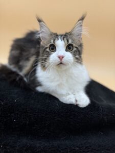 Dawntreader Demi Female Brown classic and white Maine Coon kitten Ready Now