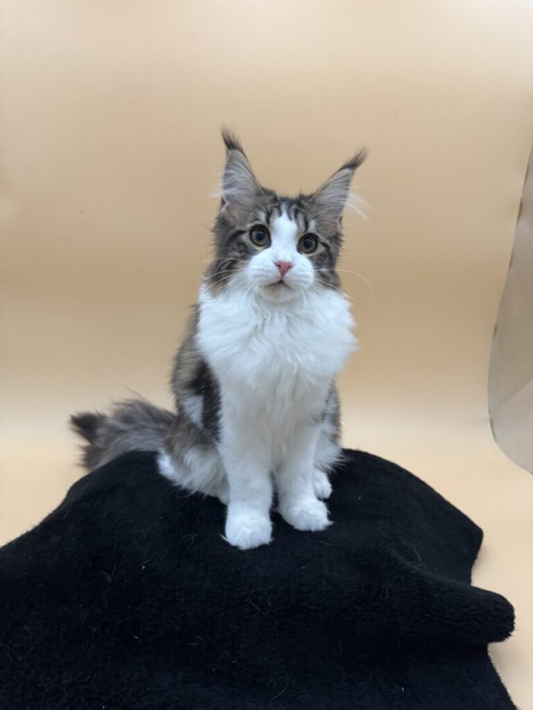 Dawntreader Honey Maine Coon Polydactyl Female Silver Classic Torbie Female Ready Now