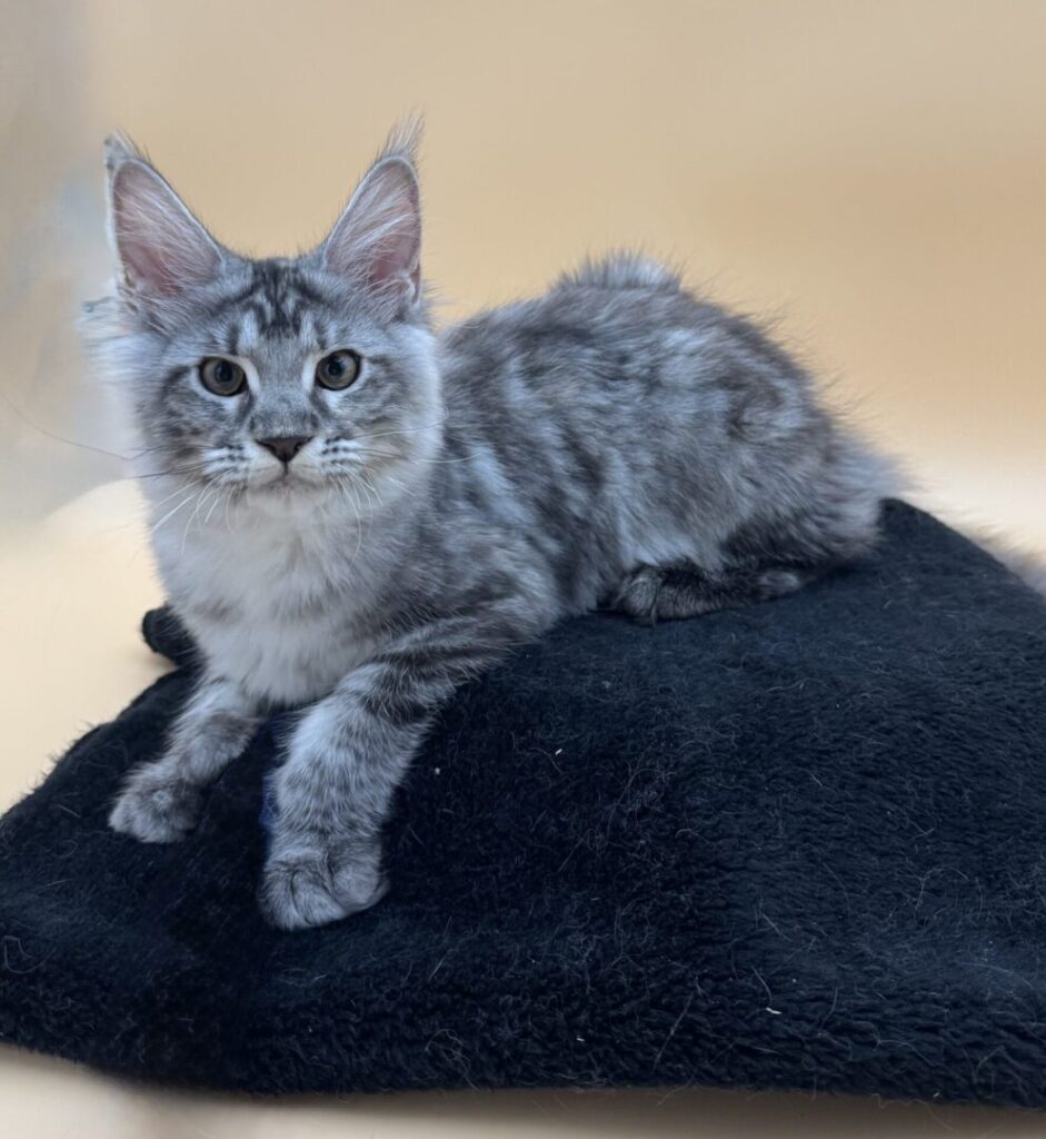 Dawntreader Honey Maine Coon Polydactyl Female Silver Classic Torbie Ready Now