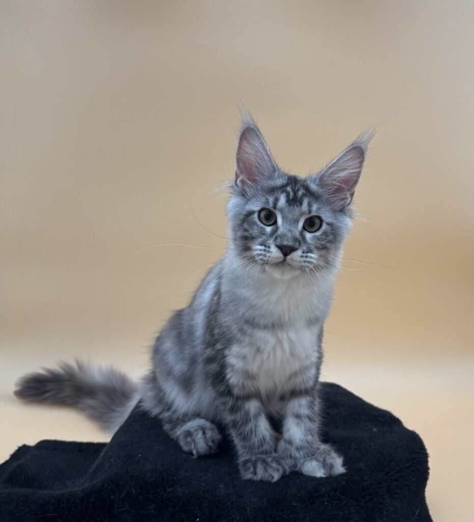 Dawntreader Honey Maine Coon Polydactyl Female Silver Classic Torbie Ready Now