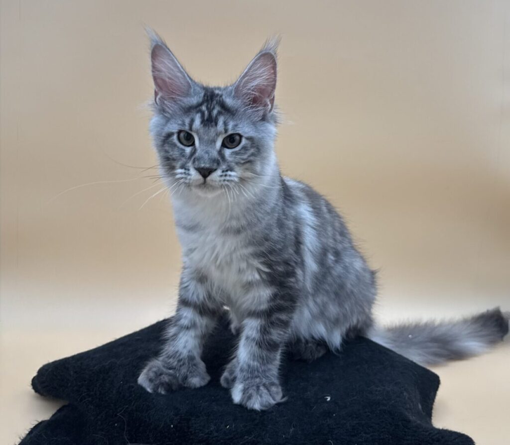 Dawntreader Honey Maine Coon Polydactyl Female Silver Classic Torbie Ready Now