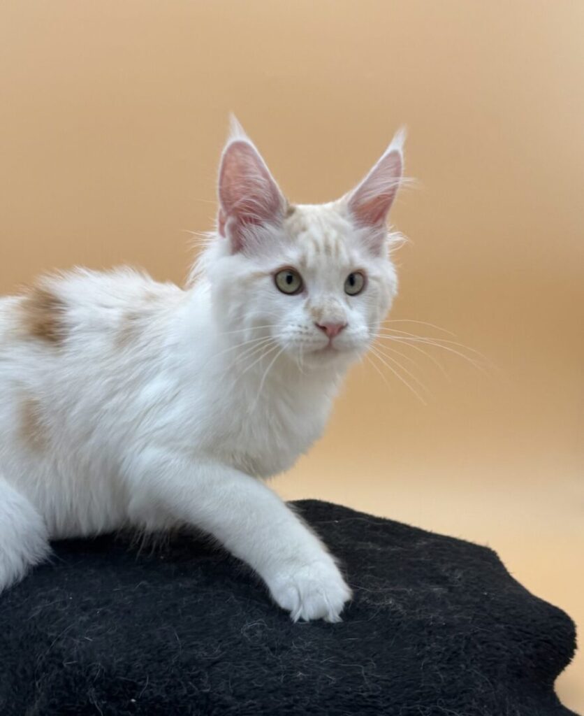 Dawntreader Jelly Roll Male Maine Coone Kitten Red Silver and High White Ready Now