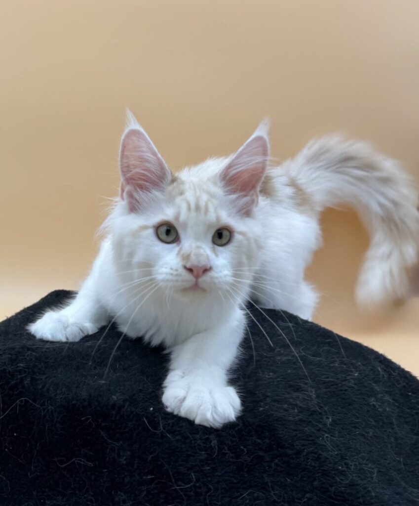 Dawntreader Jelly Roll Male Maine Coone Kitten Red Silver and High White Ready Now