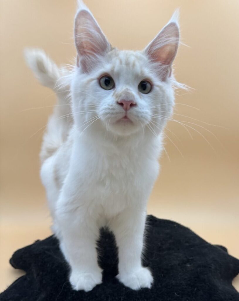 Dawntreader Jelly Roll Male Maine Coone Kitten Red Silver and High White Ready Now