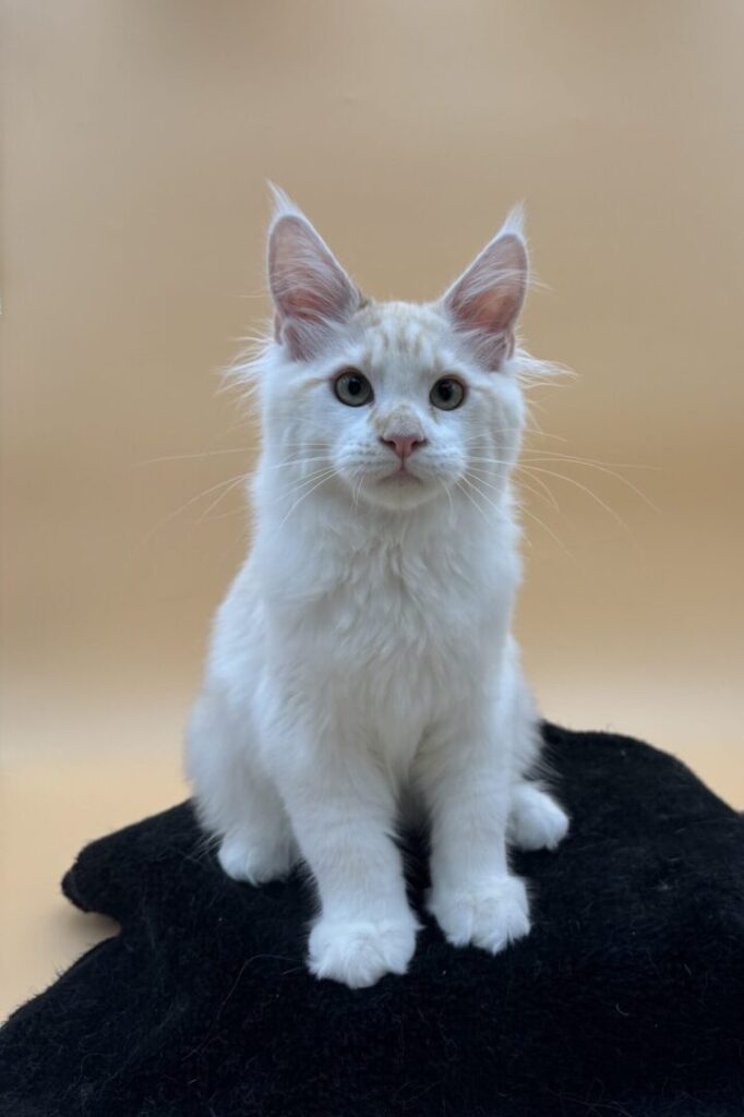 Dawntreader Jelly Roll Male Maine Coone Kitten Red Silver and High White Ready Now