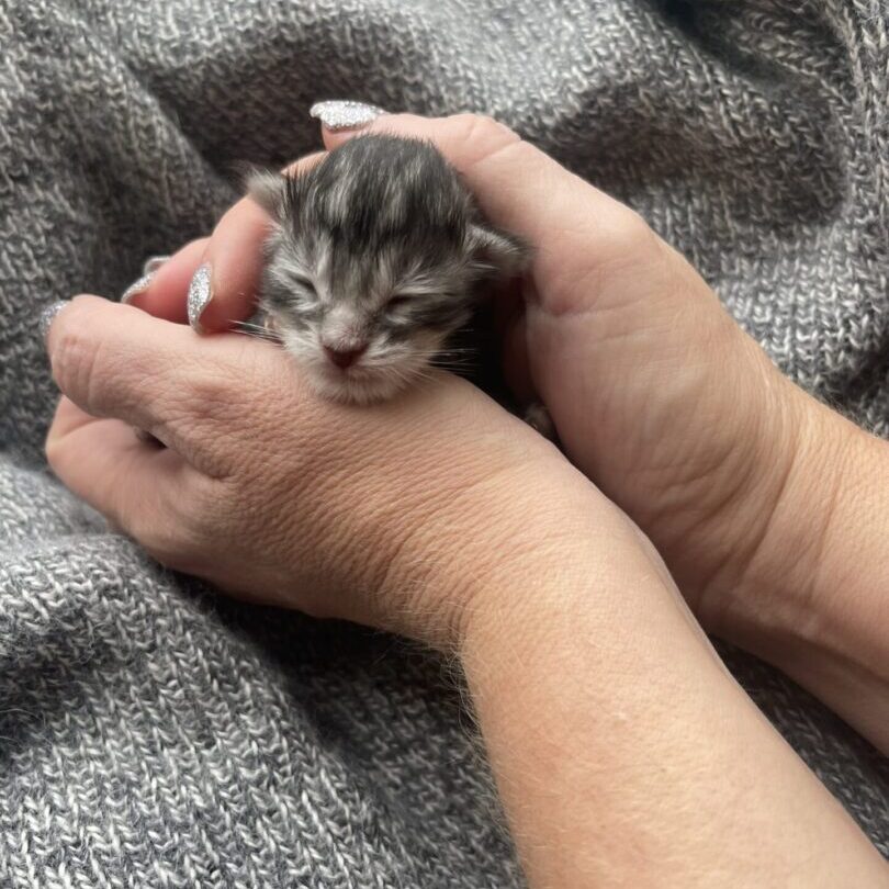 kitten